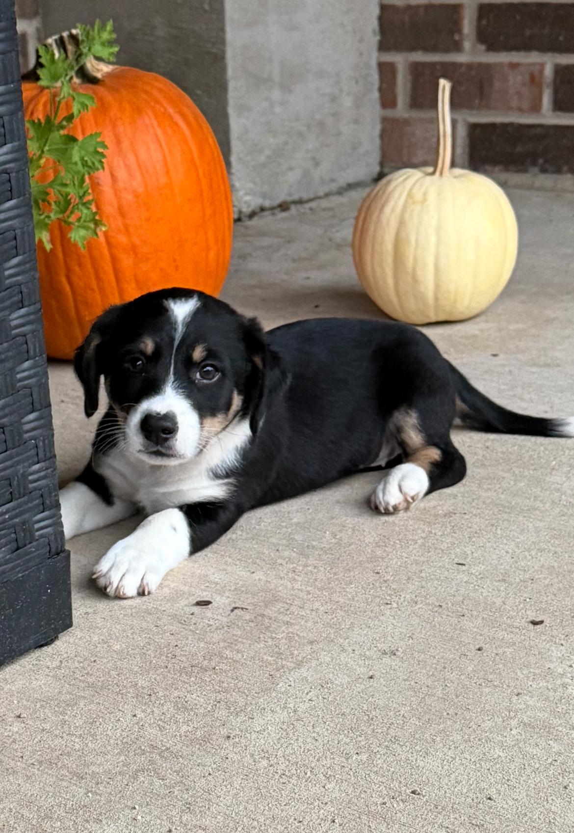 Zoe!!, an adoptable Jack Russell Terrier, Bernedoodle in Celina, OH, 45822 | Photo Image 1