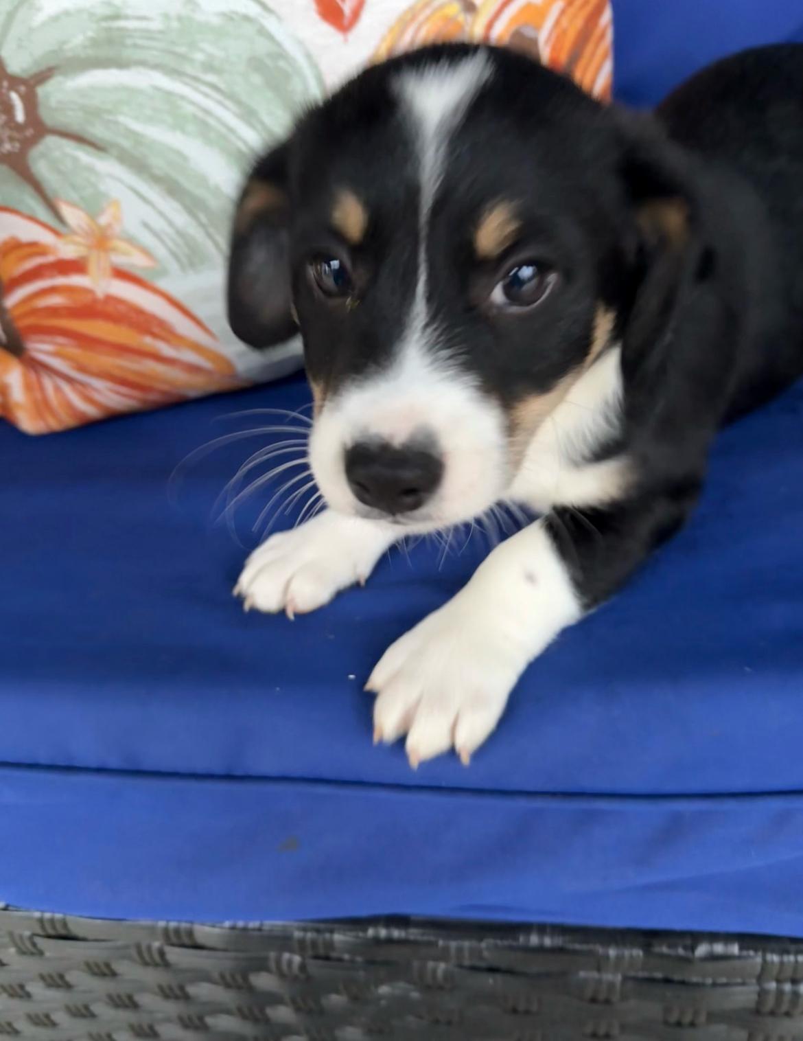 Zoe!!, an adoptable Jack Russell Terrier, Bernedoodle in Celina, OH, 45822 | Photo Image 2