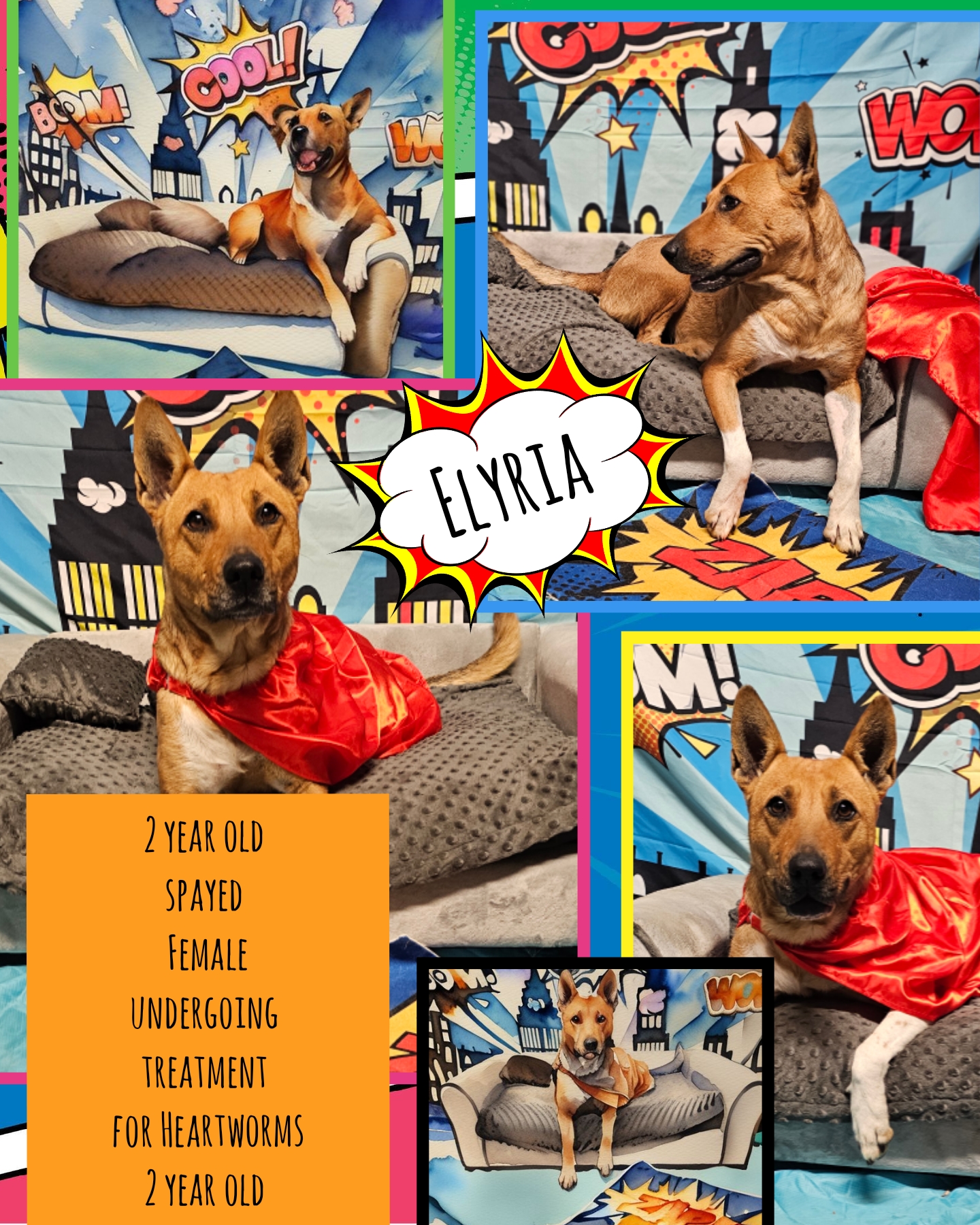 Enlarge Elyria, a Adoptable mixed breed in Kermit, TX image 1/1