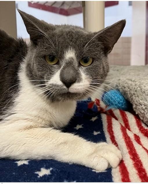 ADRIAN, Adoptable, Adult Male Domestic Short Hair.
