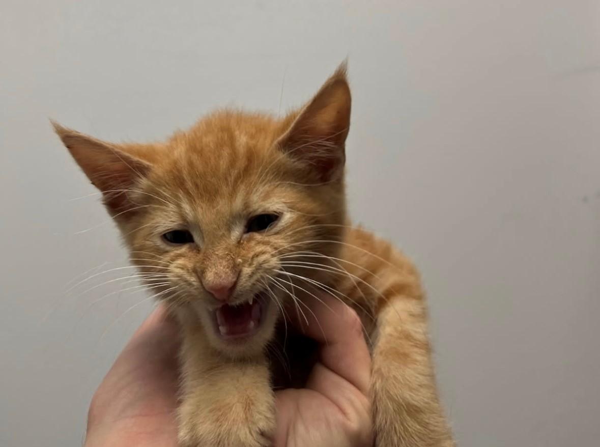 Enlarge Dorito, a Adopted Domestic Short Hair in Dayville, CT image 1/1