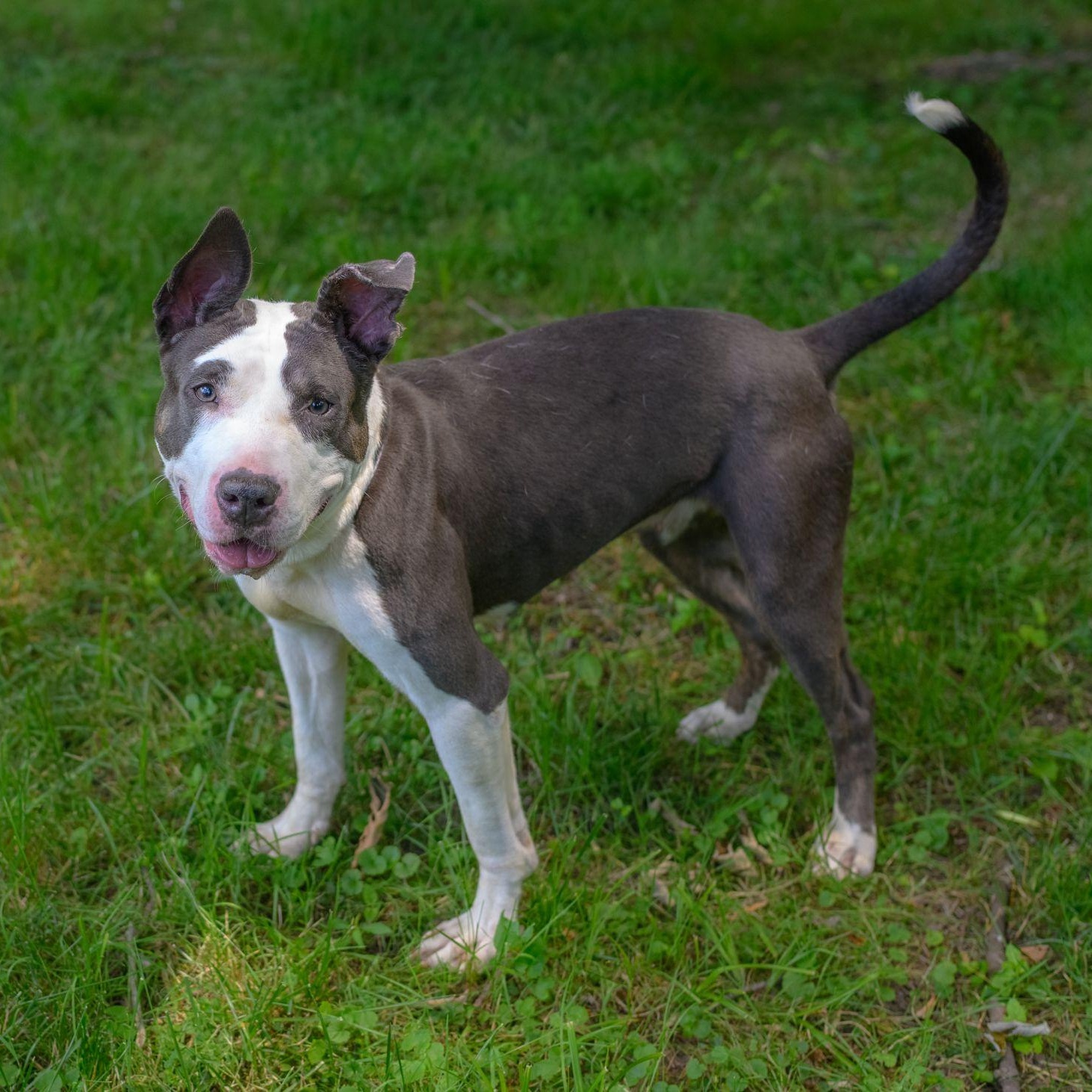 CRYSTAL, a ADOPTABLE mixed breed in Hamilton, NJ image 2/5