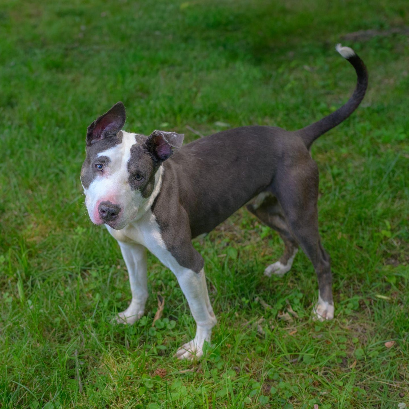 CRYSTAL, a ADOPTABLE mixed breed in Hamilton, NJ image 5/5
