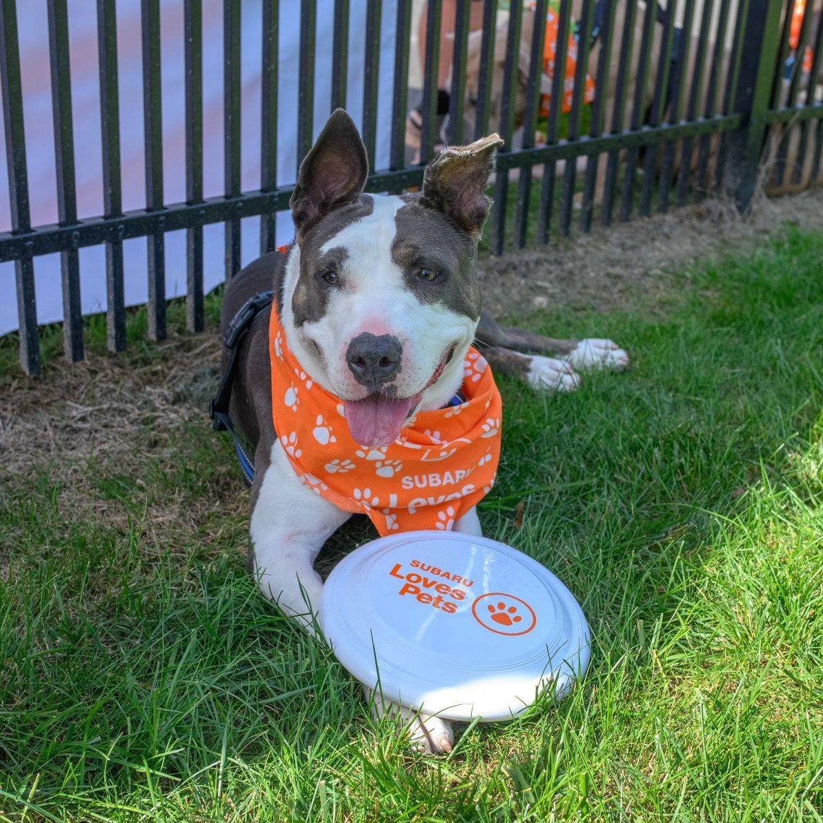 CRYSTAL, Adoptable, Young Female Bull Terrier.