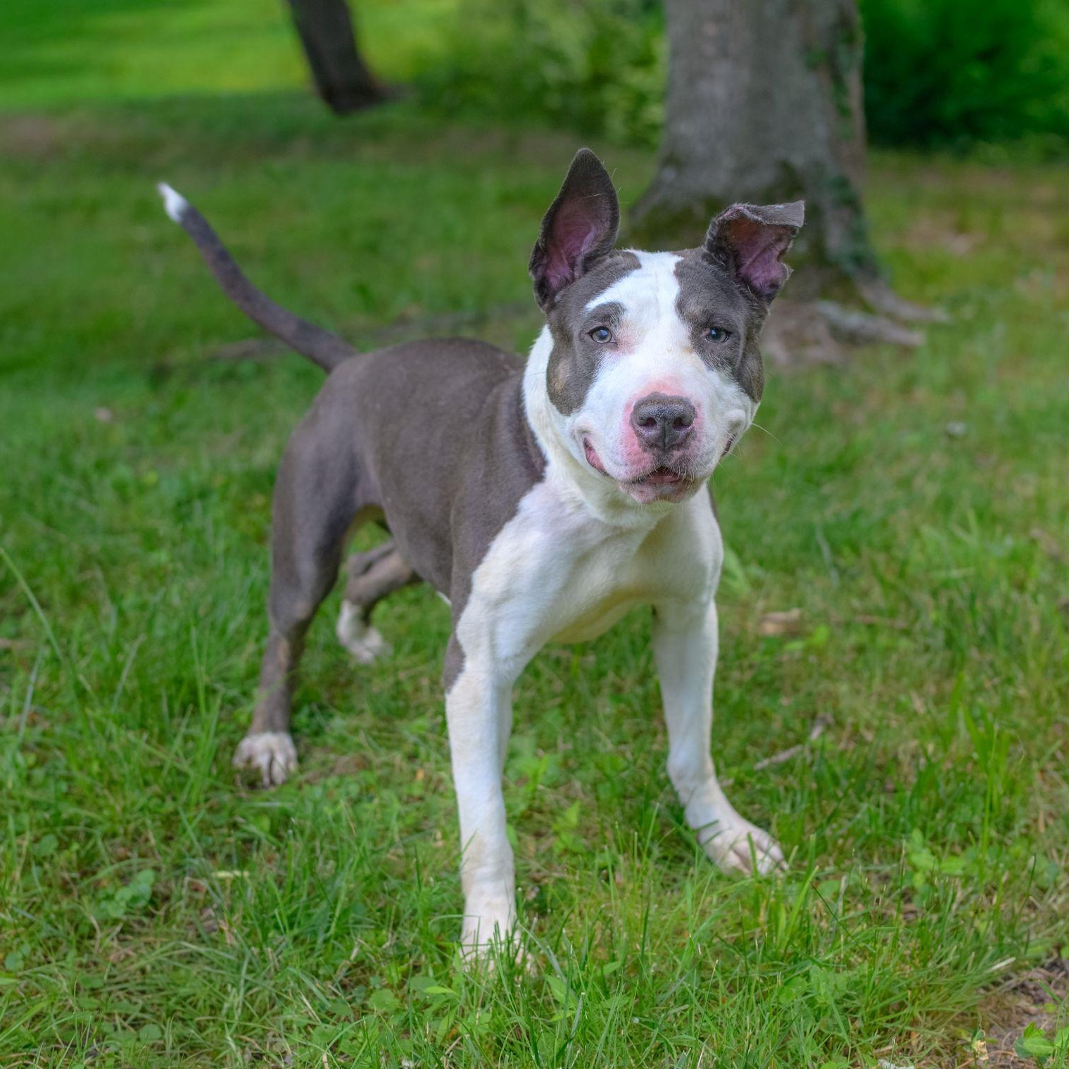 CRYSTAL, a ADOPTABLE mixed breed in Hamilton, NJ image 3/5