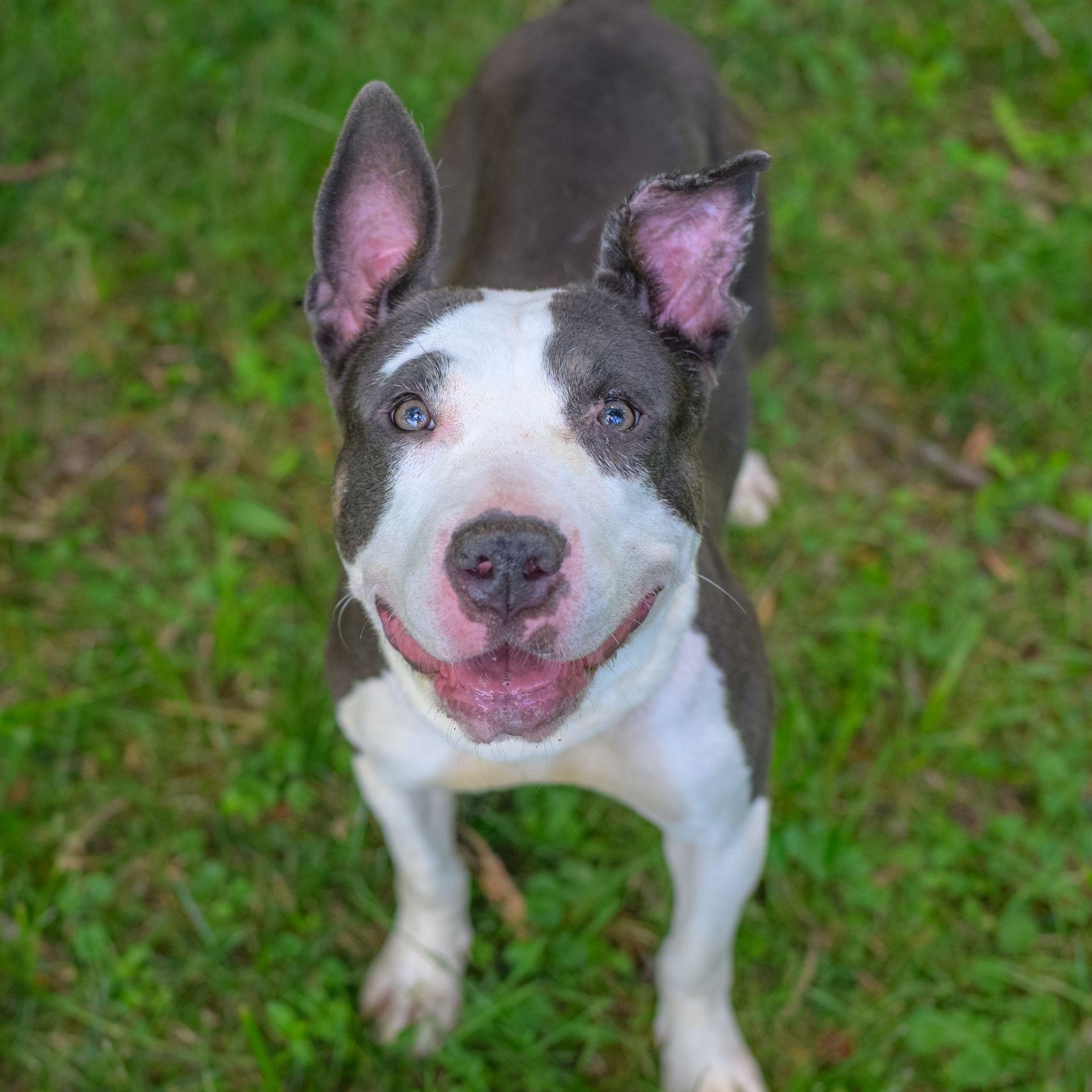 CRYSTAL, a ADOPTABLE mixed breed in Hamilton, NJ image 1/5