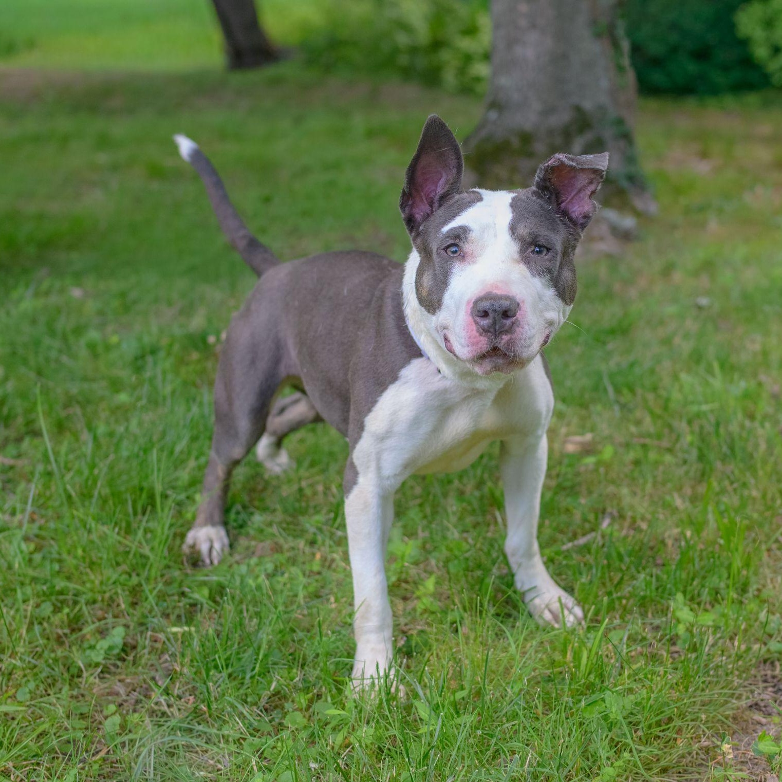 CRYSTAL, a ADOPTABLE mixed breed in Hamilton, NJ image 4/5