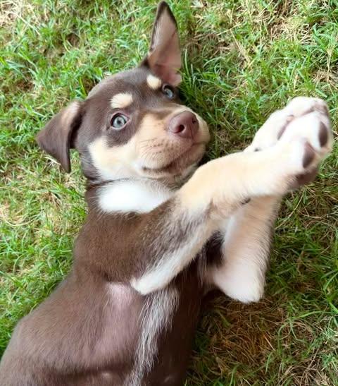 Enlarge Gino, an adopted mixed breed in Vernon, CT image 6/6