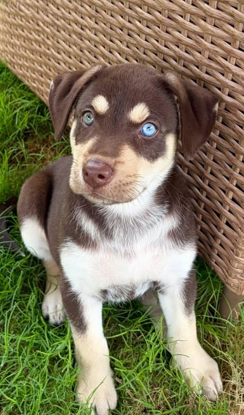 Enlarge Gino, an adopted mixed breed in Vernon, CT image 3/6