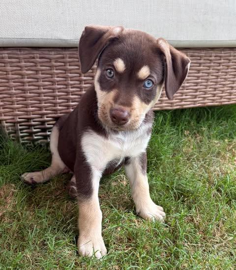 Gino, adopted, Puppy Male Beagle & Husky.