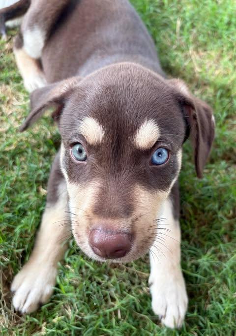 Enlarge Gino, an adopted mixed breed in Vernon, CT image 4/6