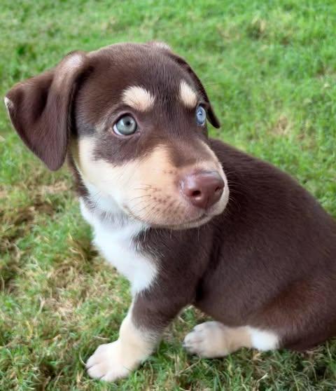 Enlarge Gino, an adopted mixed breed in Vernon, CT image 2/6