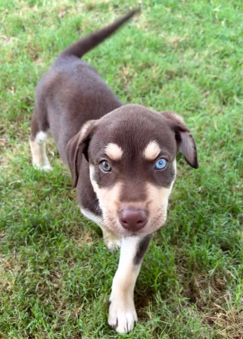 Enlarge Gino, an adopted mixed breed in Vernon, CT image 5/6