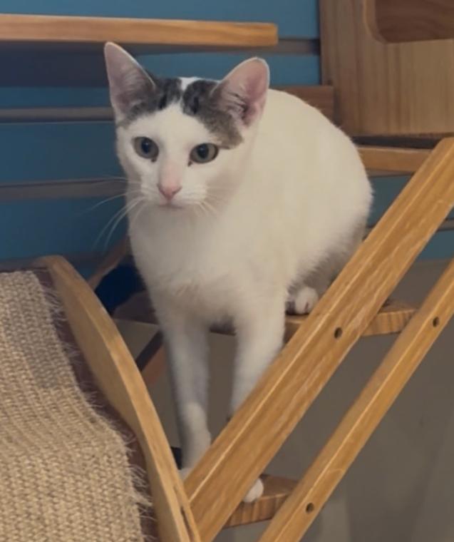 Enlarge Carol, a Adoptable Domestic Short Hair in Osseo, MI image 1/2