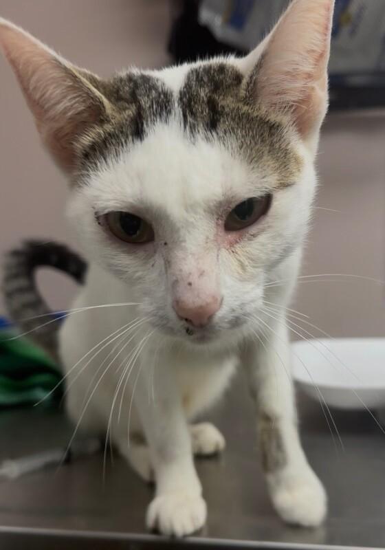 Enlarge Carol, a Adoptable Domestic Short Hair in Osseo, MI image 2/2