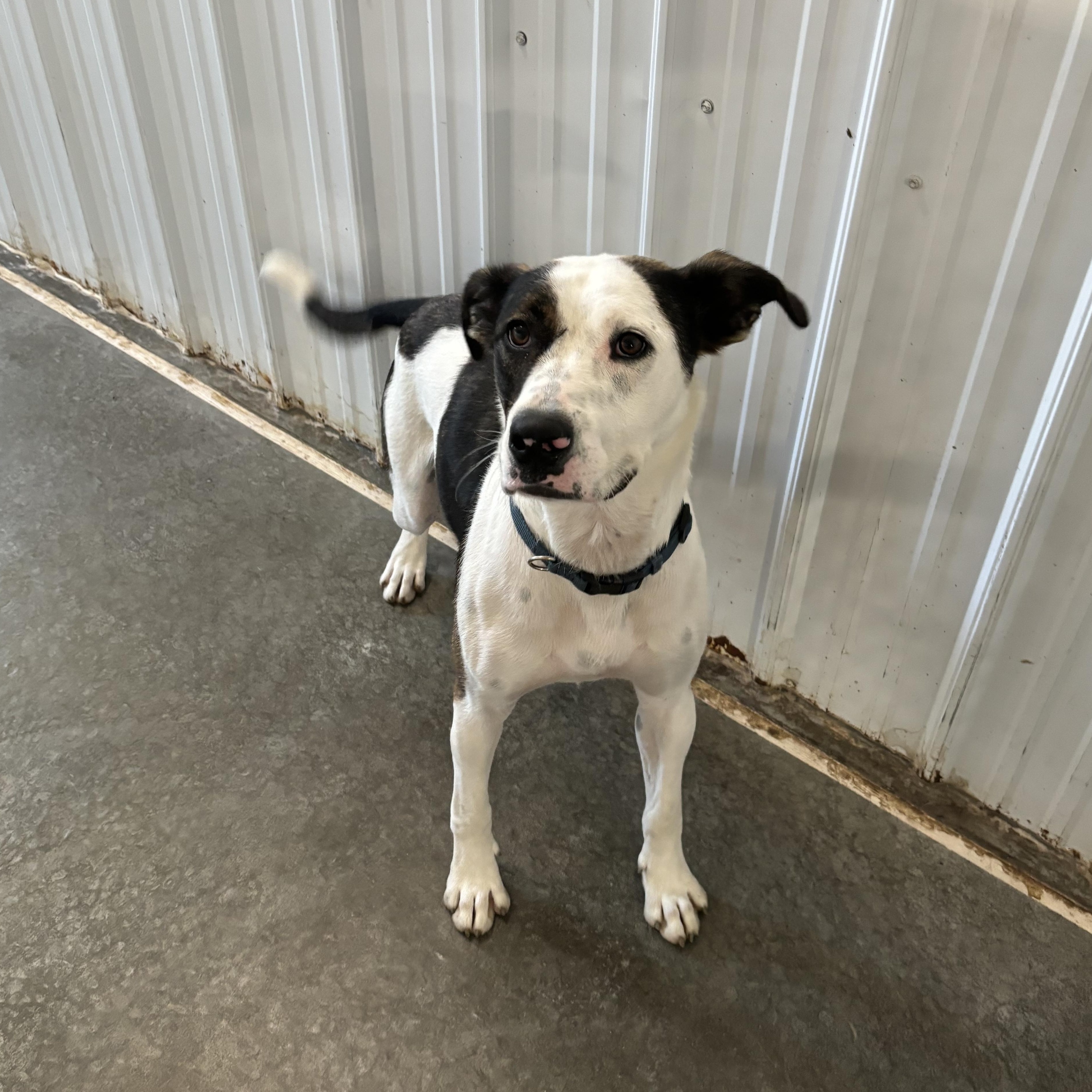 Beck, an adoptable Mixed Breed in Jamestown, ND, 58402 | Photo Image 2