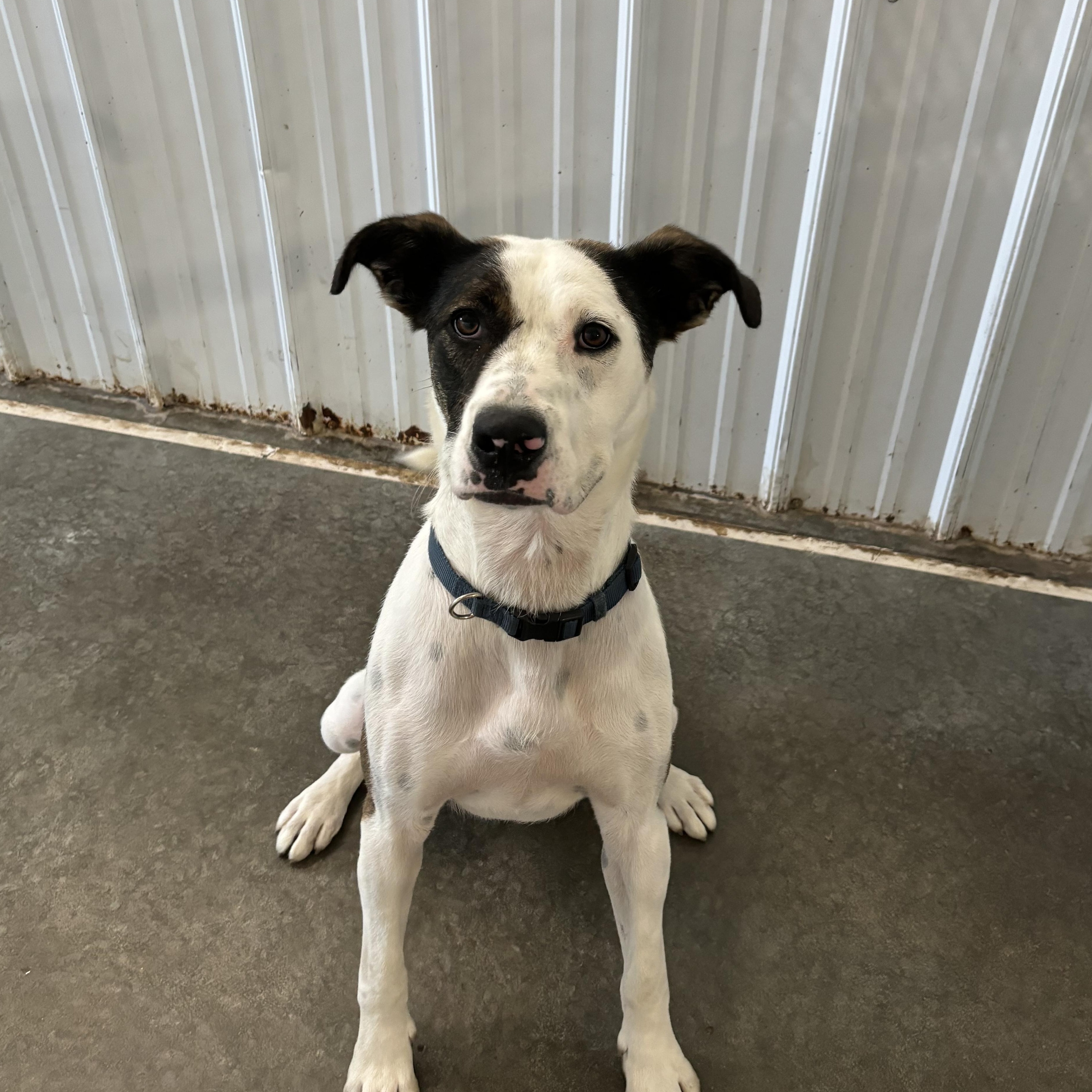 Beck, an adoptable Mixed Breed in Jamestown, ND, 58402 | Photo Image 3