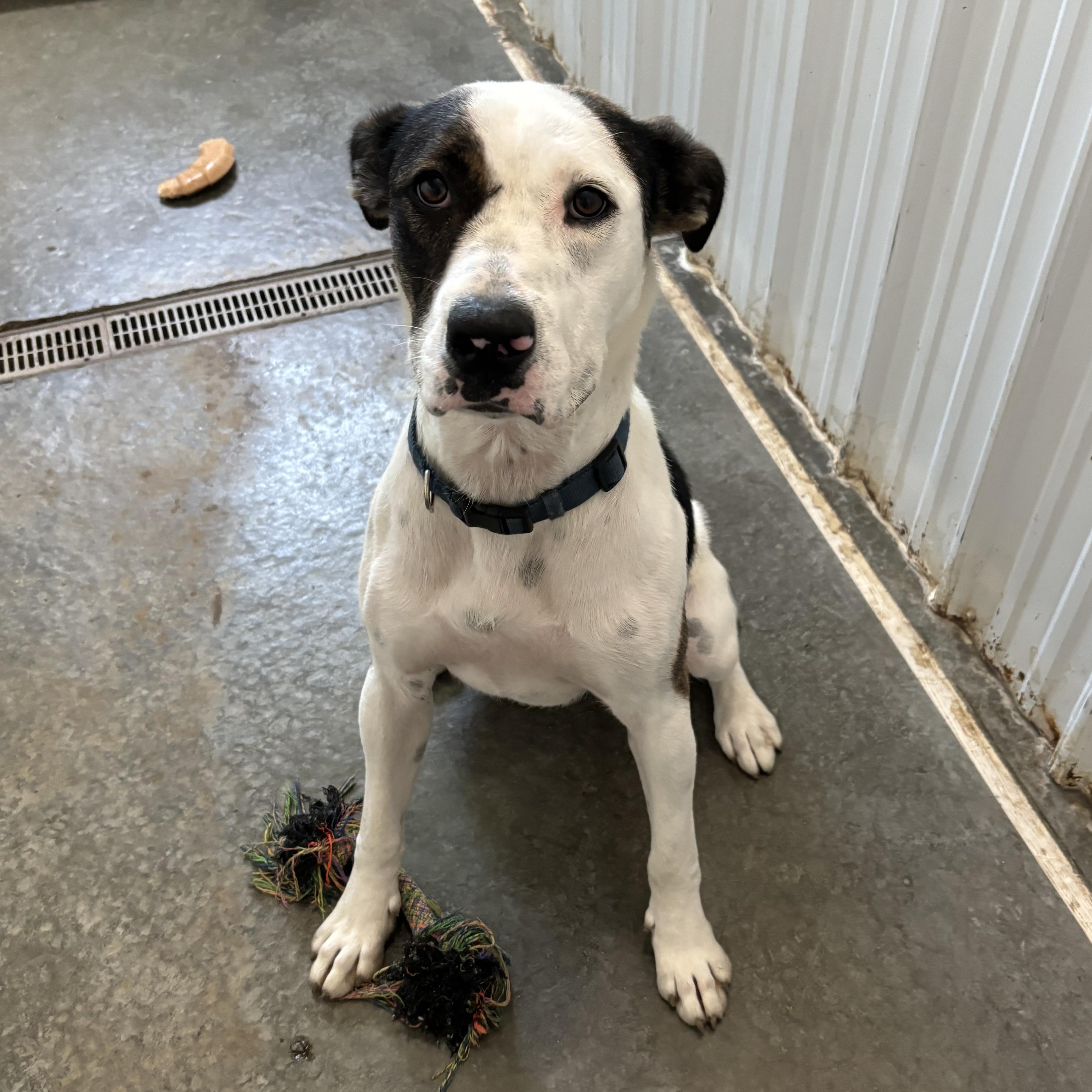 Beck, an adoptable Mixed Breed in Jamestown, ND, 58402 | Photo Image 1
