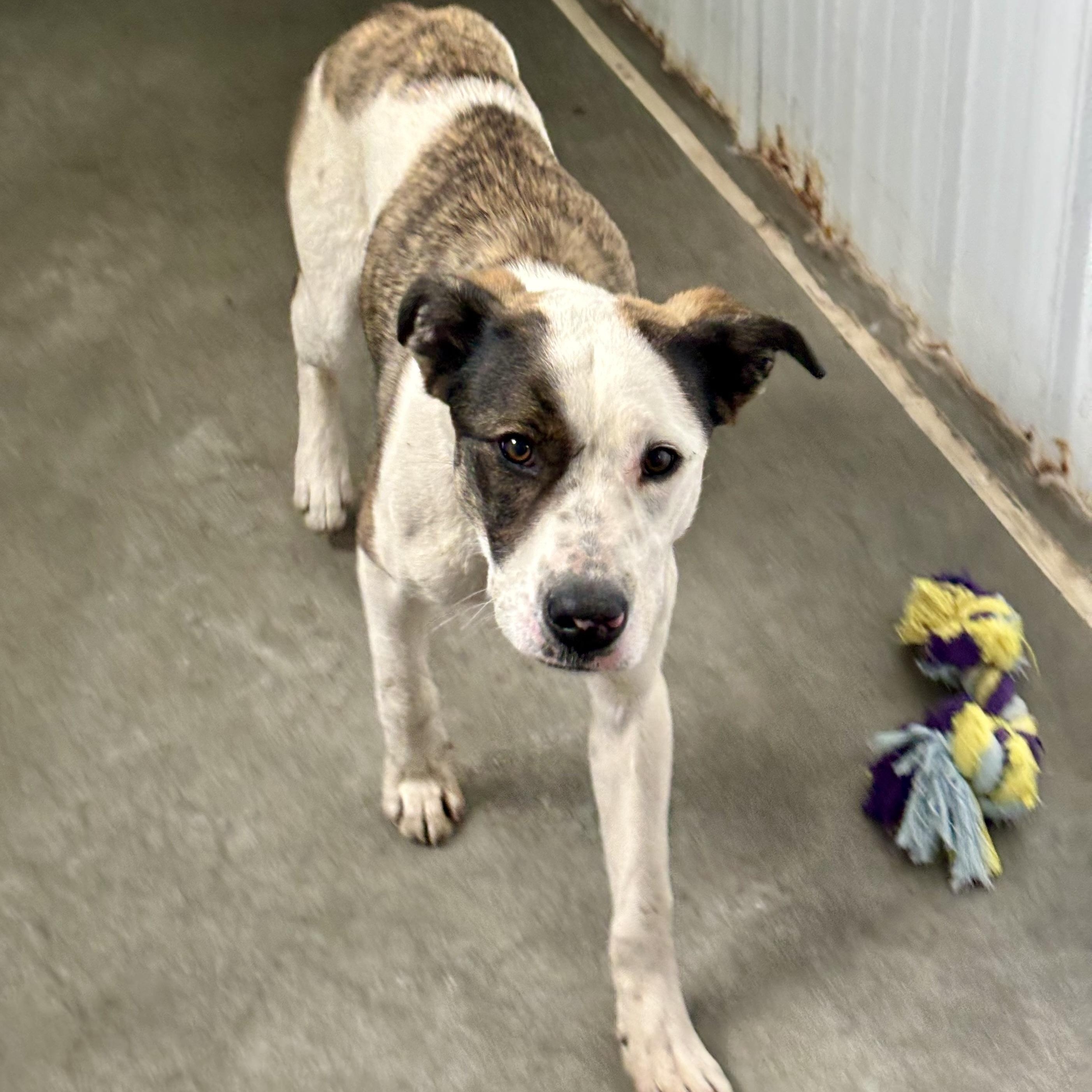 Beck, an adoptable Mixed Breed in Jamestown, ND, 58402 | Photo Image 4