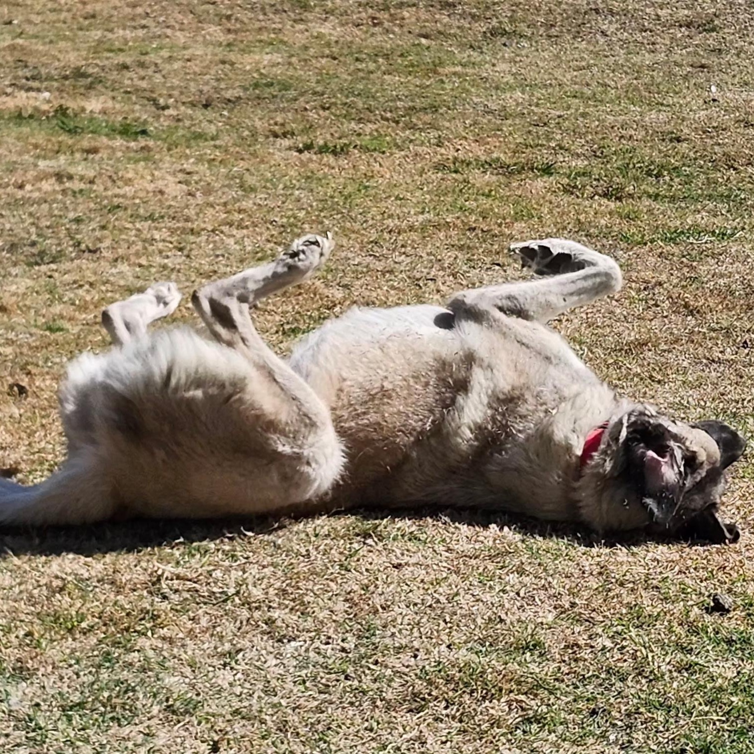 Enlarge ASTRID, a Adoptable mixed breed in Weatherford, TX image 6/6