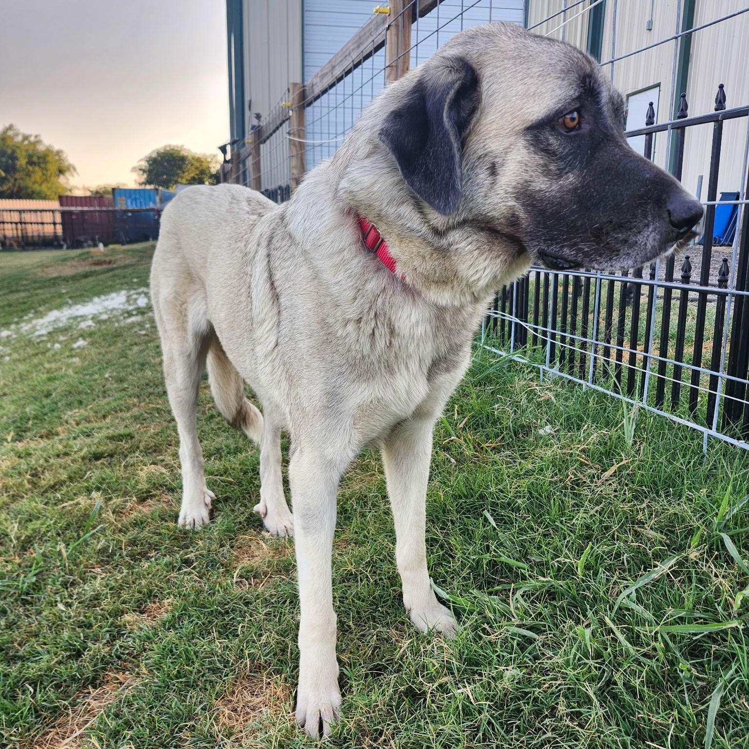 ASTRID, a Adoptable mixed breed in Weatherford, TX image 1/4