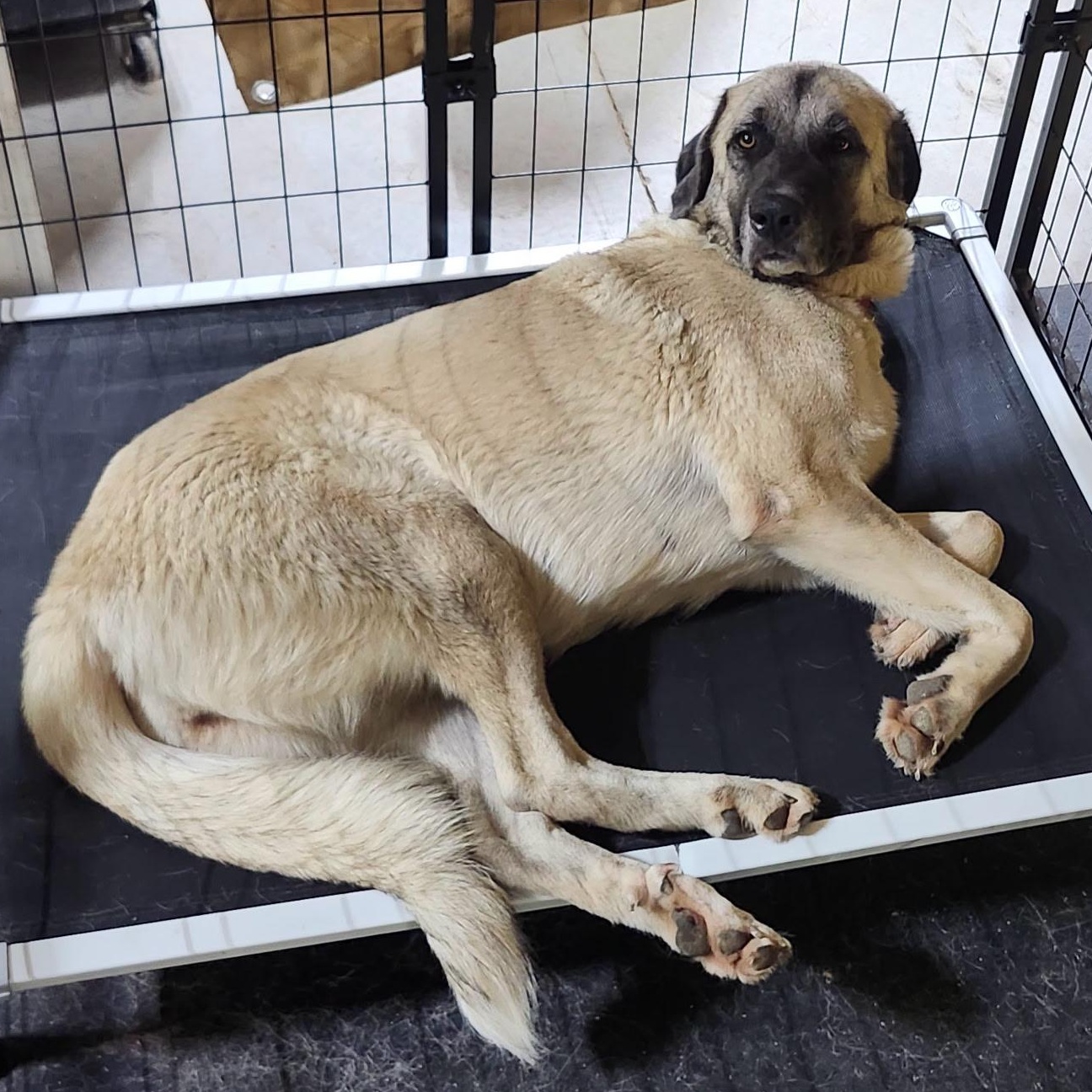 ASTRID, a Adoptable mixed breed in Weatherford, TX image 2/4