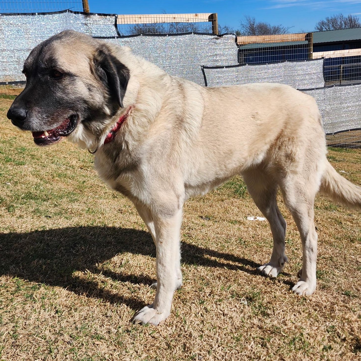 Enlarge ASTRID, a Adoptable mixed breed in Weatherford, TX image 1/6
