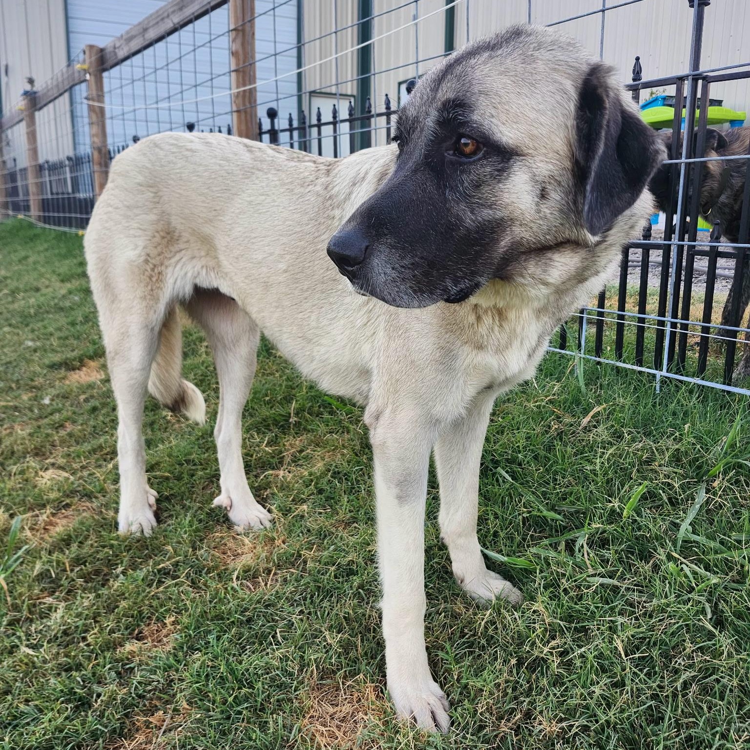 ASTRID, a Adoptable mixed breed in Weatherford, TX image 3/4