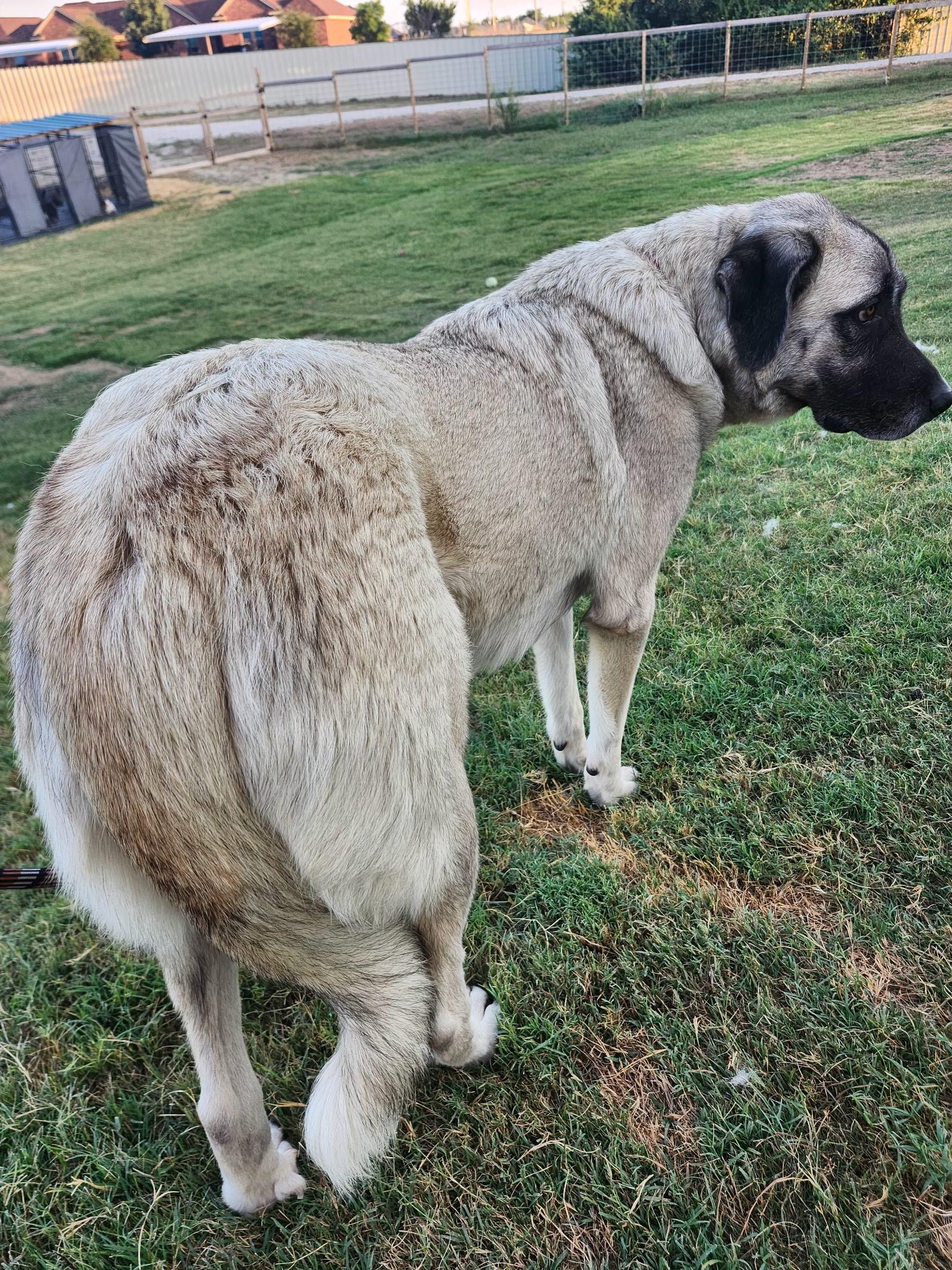 ASTRID, a Adoptable mixed breed in Weatherford, TX image 4/4