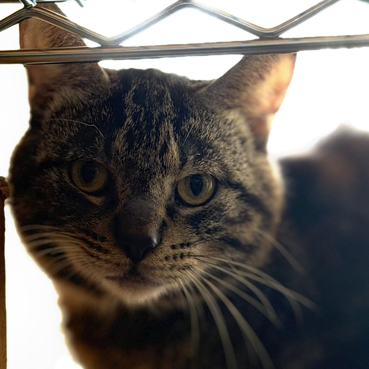 Enlarge Sandstone, a Adoptable mixed breed in Rochester Hills, MI image 1/1