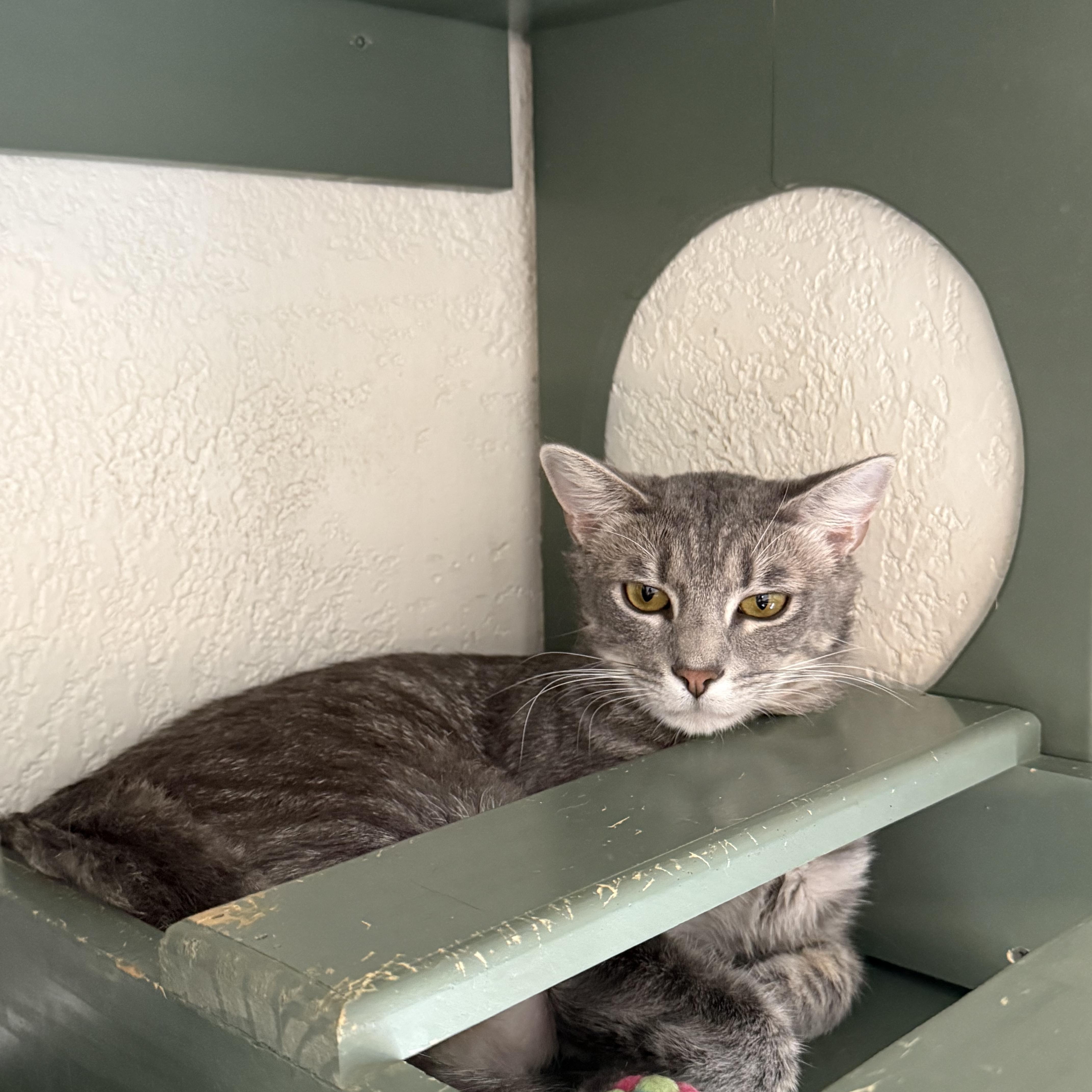 Enlarge Ritz, a Adoptable Domestic Short Hair in Bella Vista, AR image 1/1