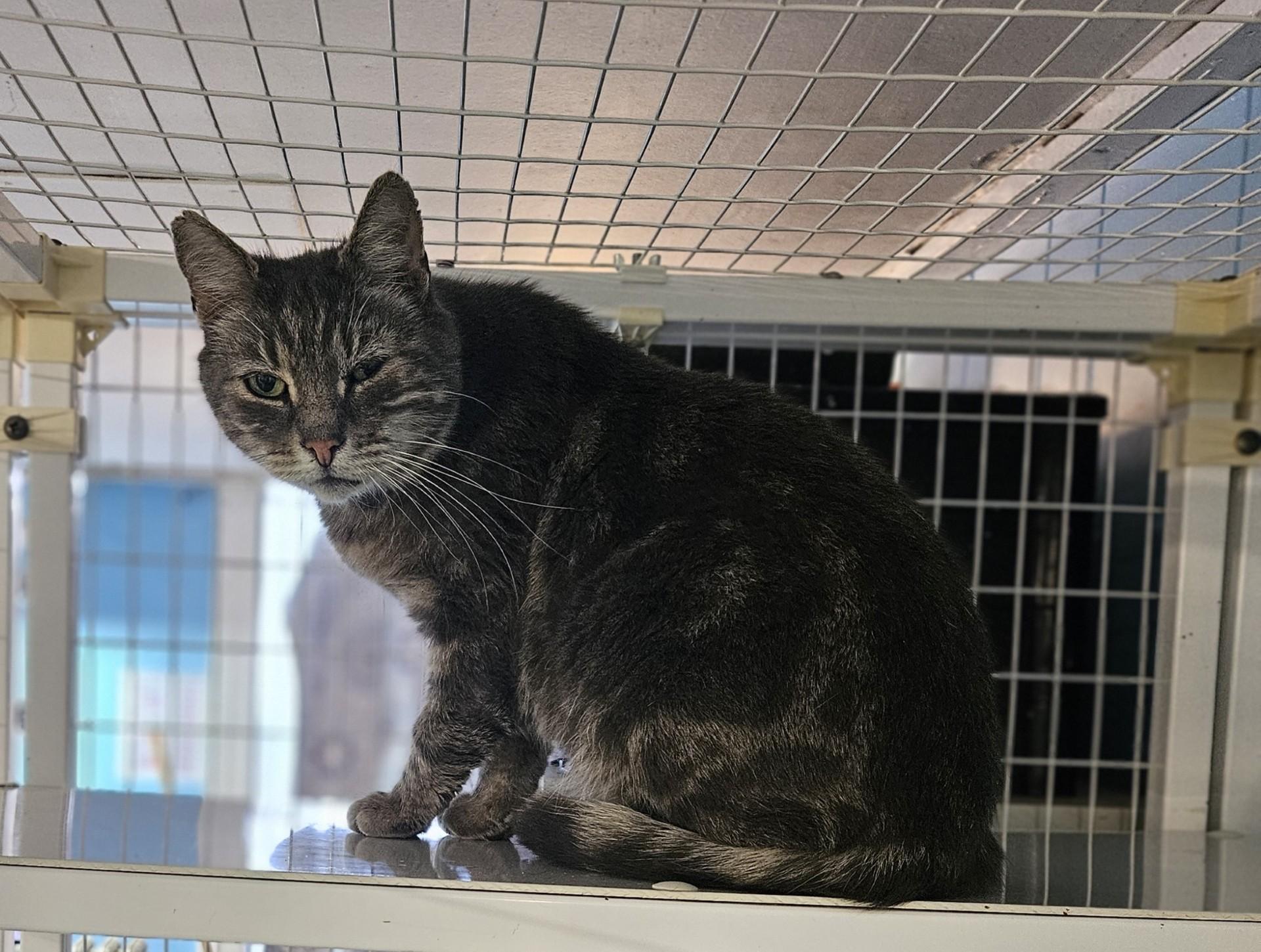 Ward, Adoptable, Adult Male Domestic Short Hair.