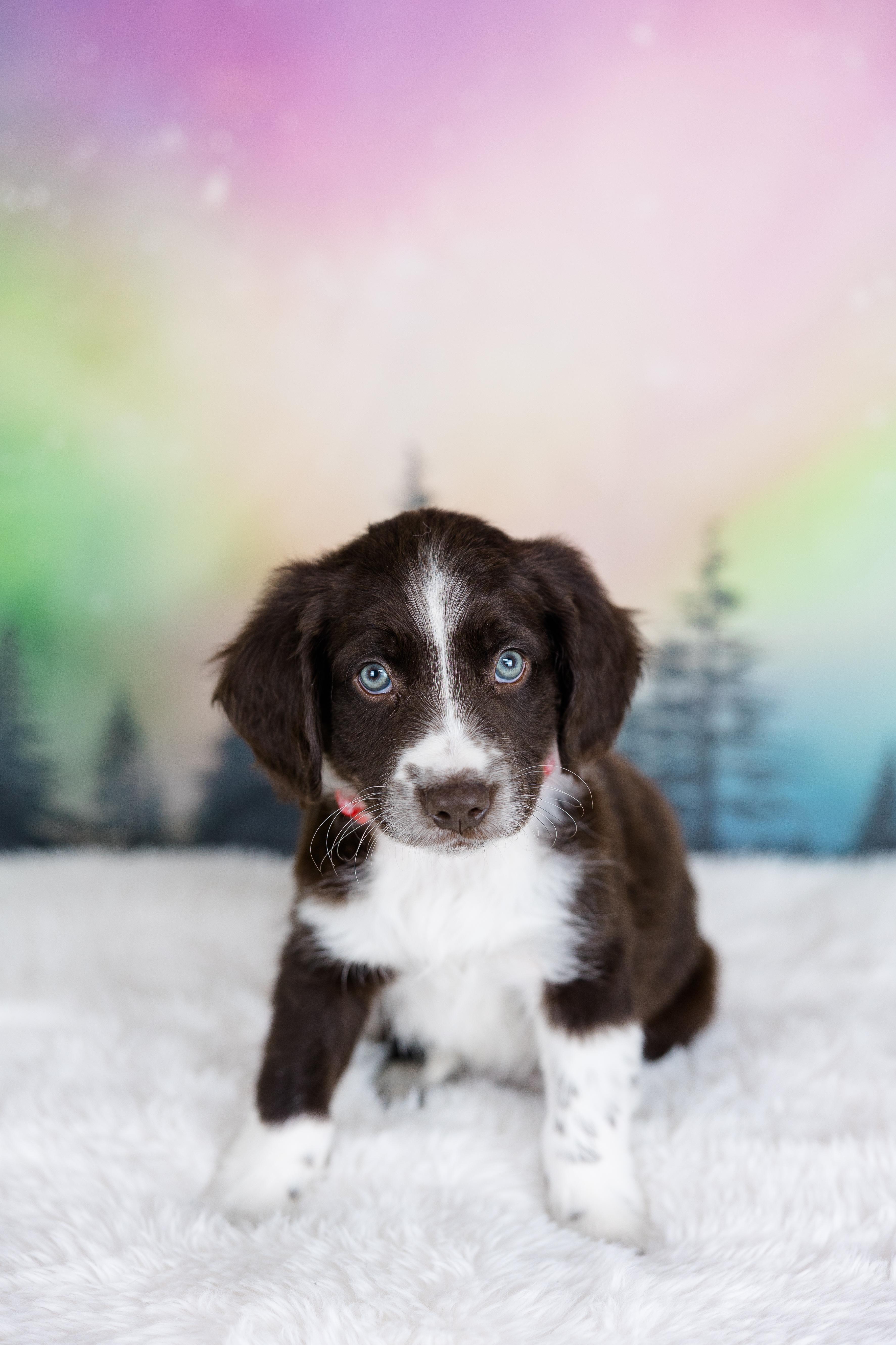 Enlarge Zephyr, an adopted mixed breed in Avon, CT image 1/6