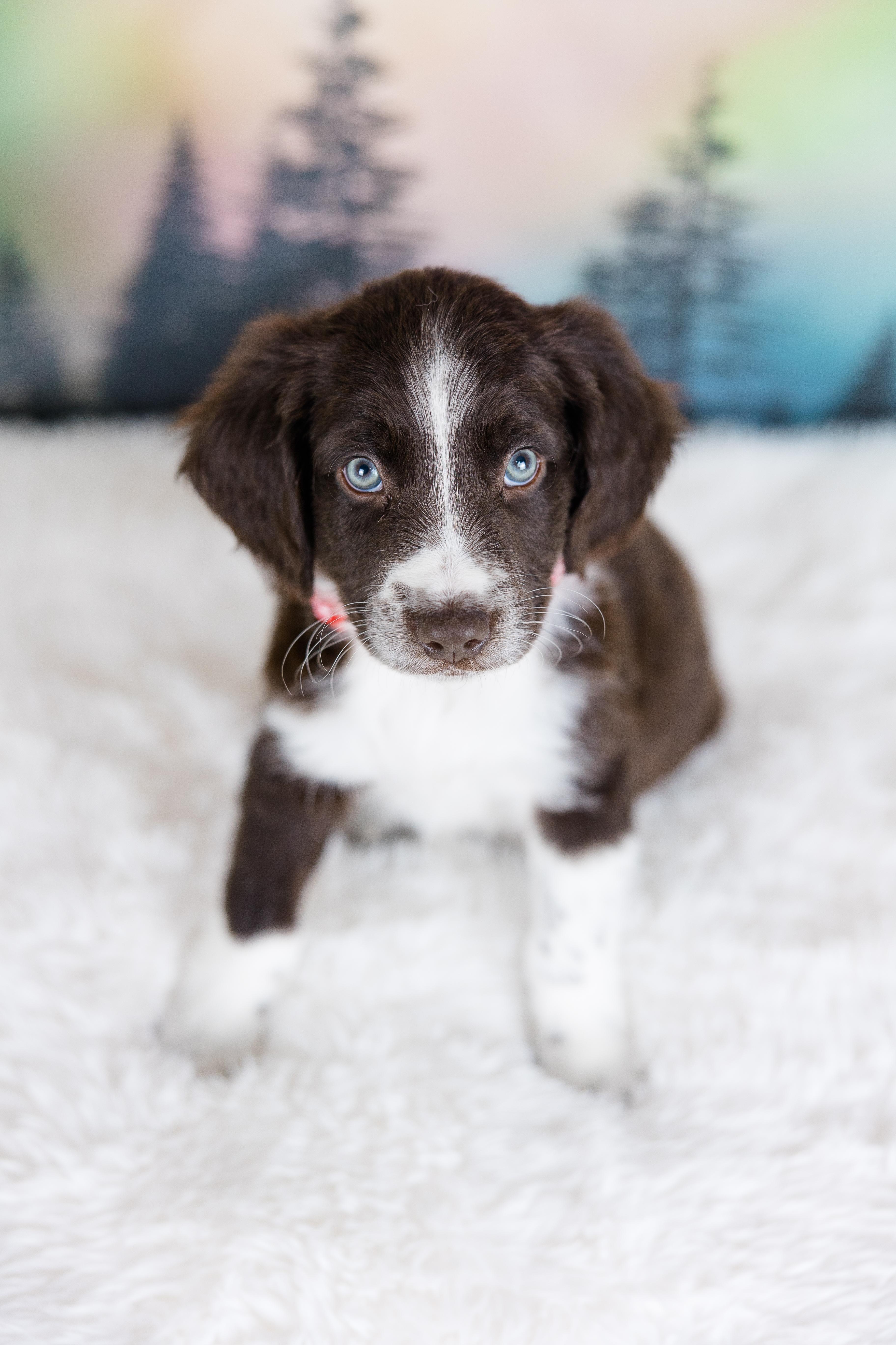 Enlarge Zephyr, an adopted mixed breed in Avon, CT image 2/6