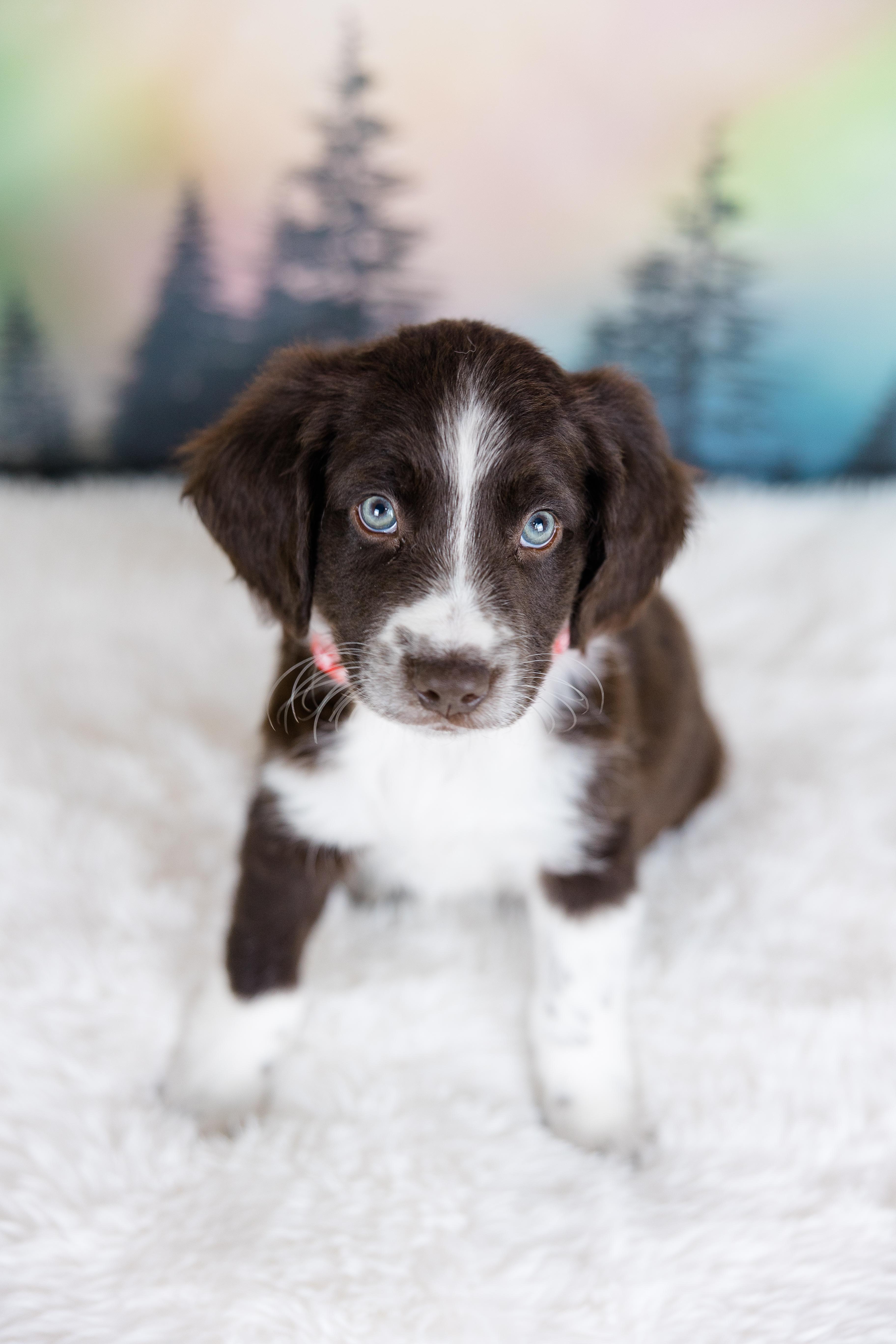 Enlarge Zephyr, an adopted mixed breed in Avon, CT image 3/6