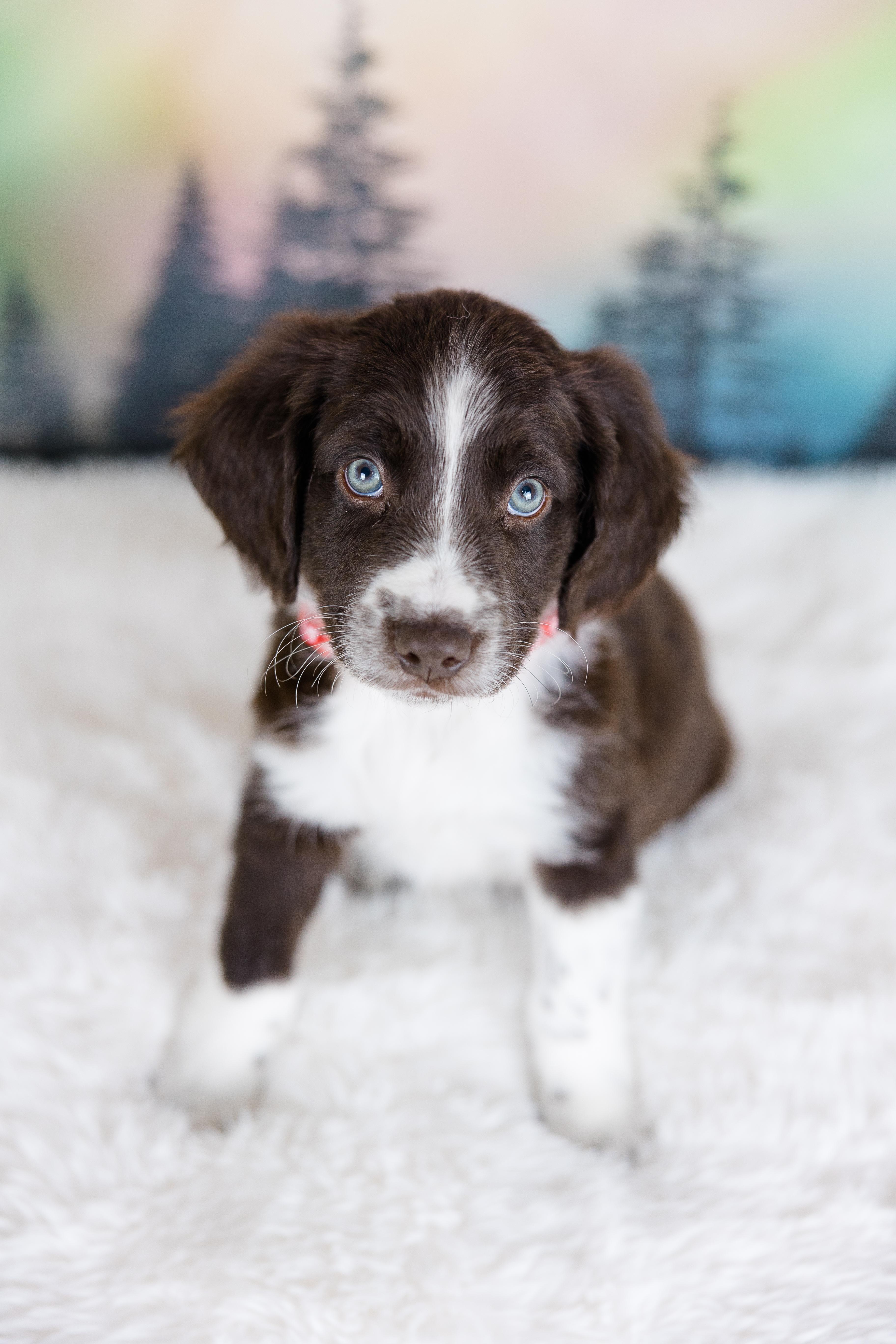 Enlarge Zephyr, an adopted mixed breed in Avon, CT image 4/6