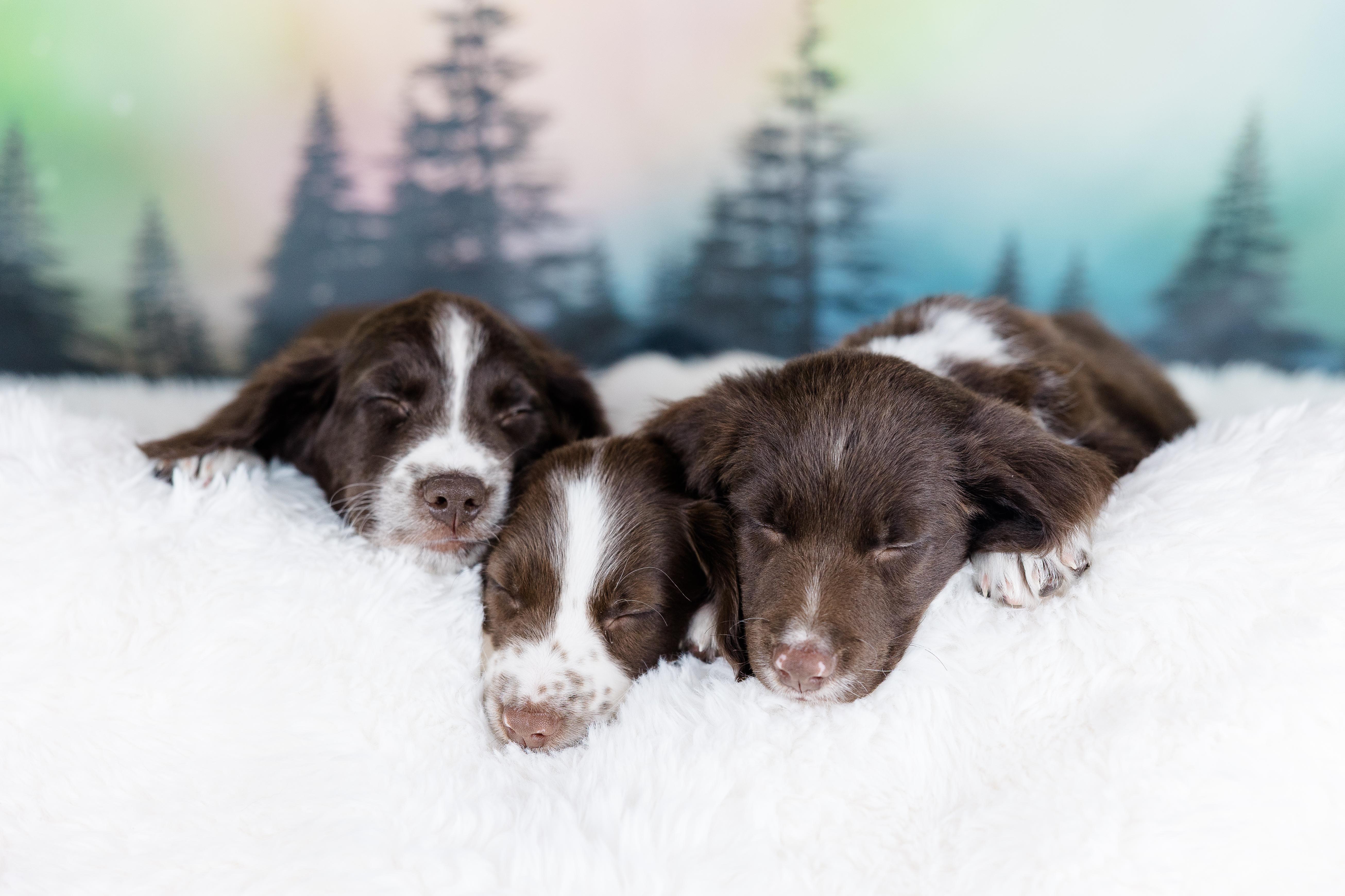 Enlarge Zephyr, an adopted mixed breed in Avon, CT image 6/6