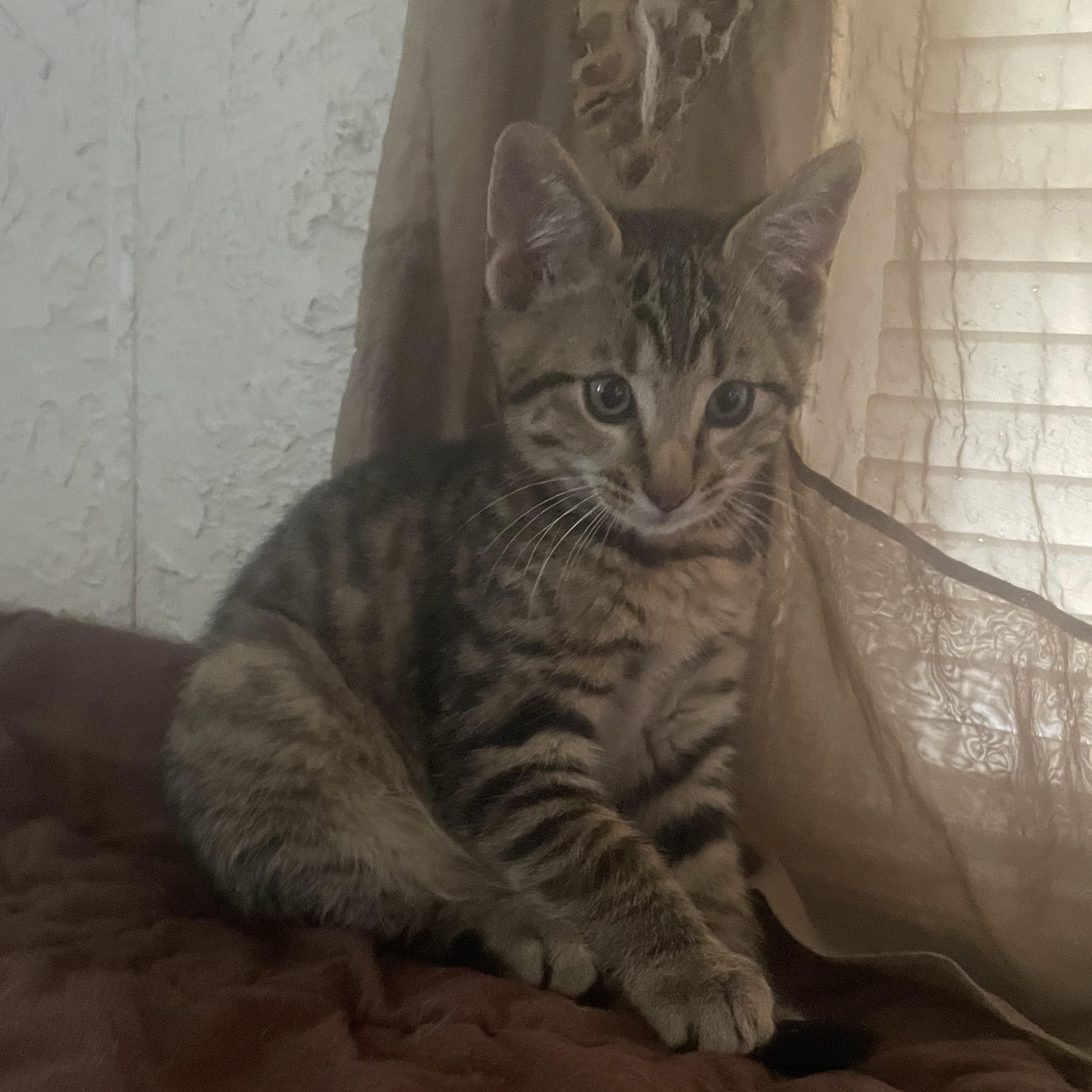 Gilbert, Adoptable, Kitten Male Domestic Short Hair.
