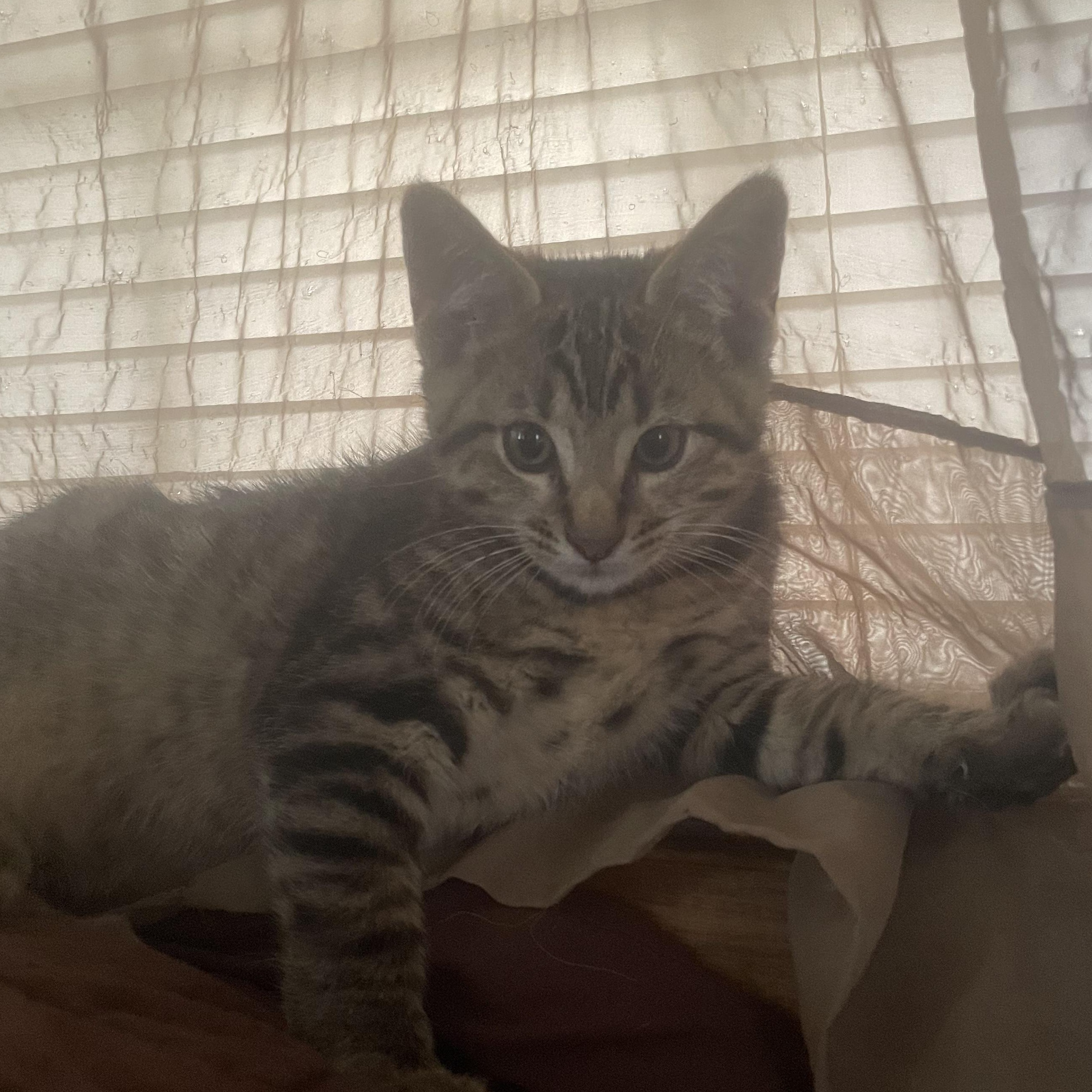 Enlarge Gilbert, a Adoptable mixed breed in Ellensburg, WA image 2/2