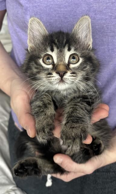 Enlarge A1023589, a Adoptable Domestic Short Hair in Toronto, ON image 1/1