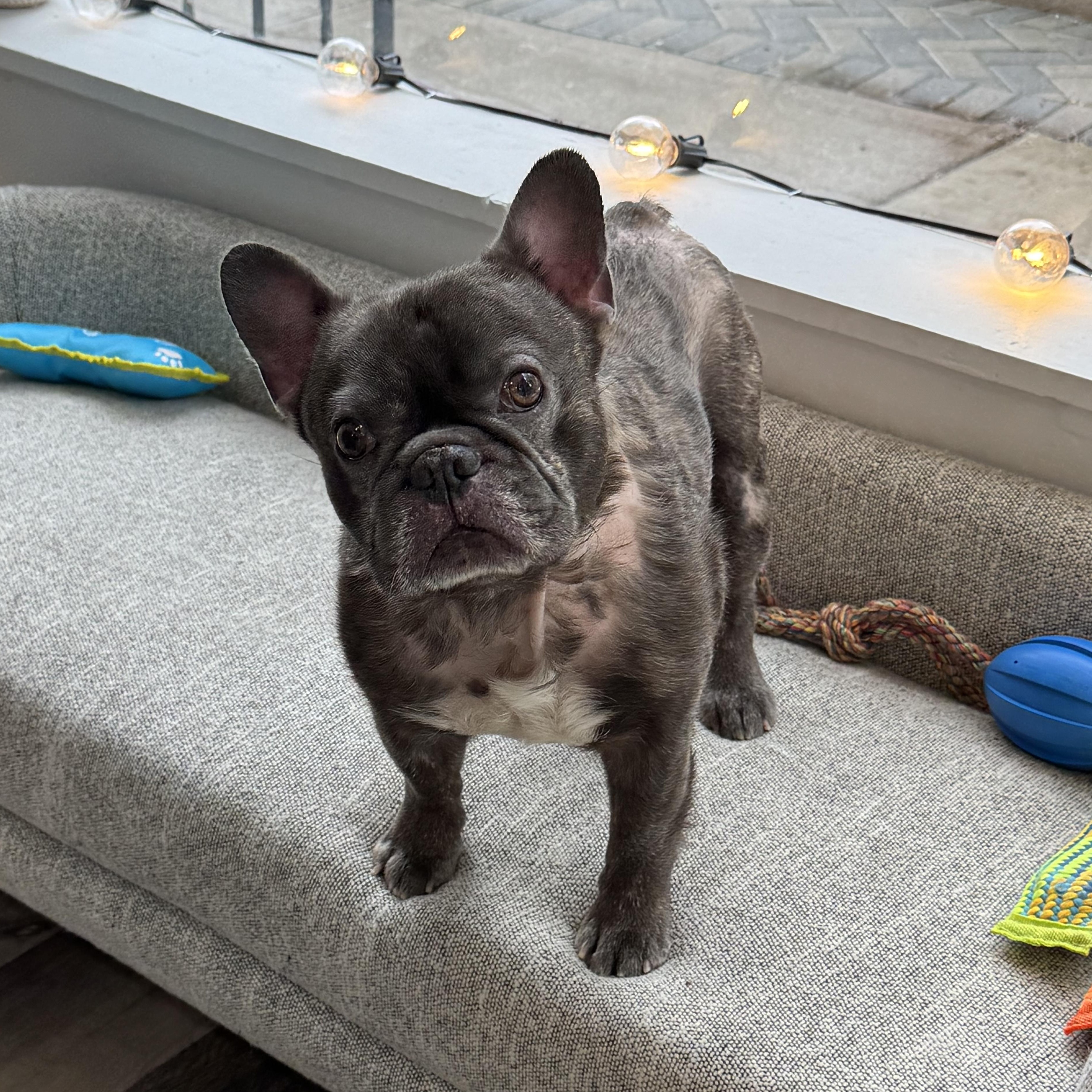 Prince, a Adoptable French Bulldog in Phillipsburg, NJ image 2/5