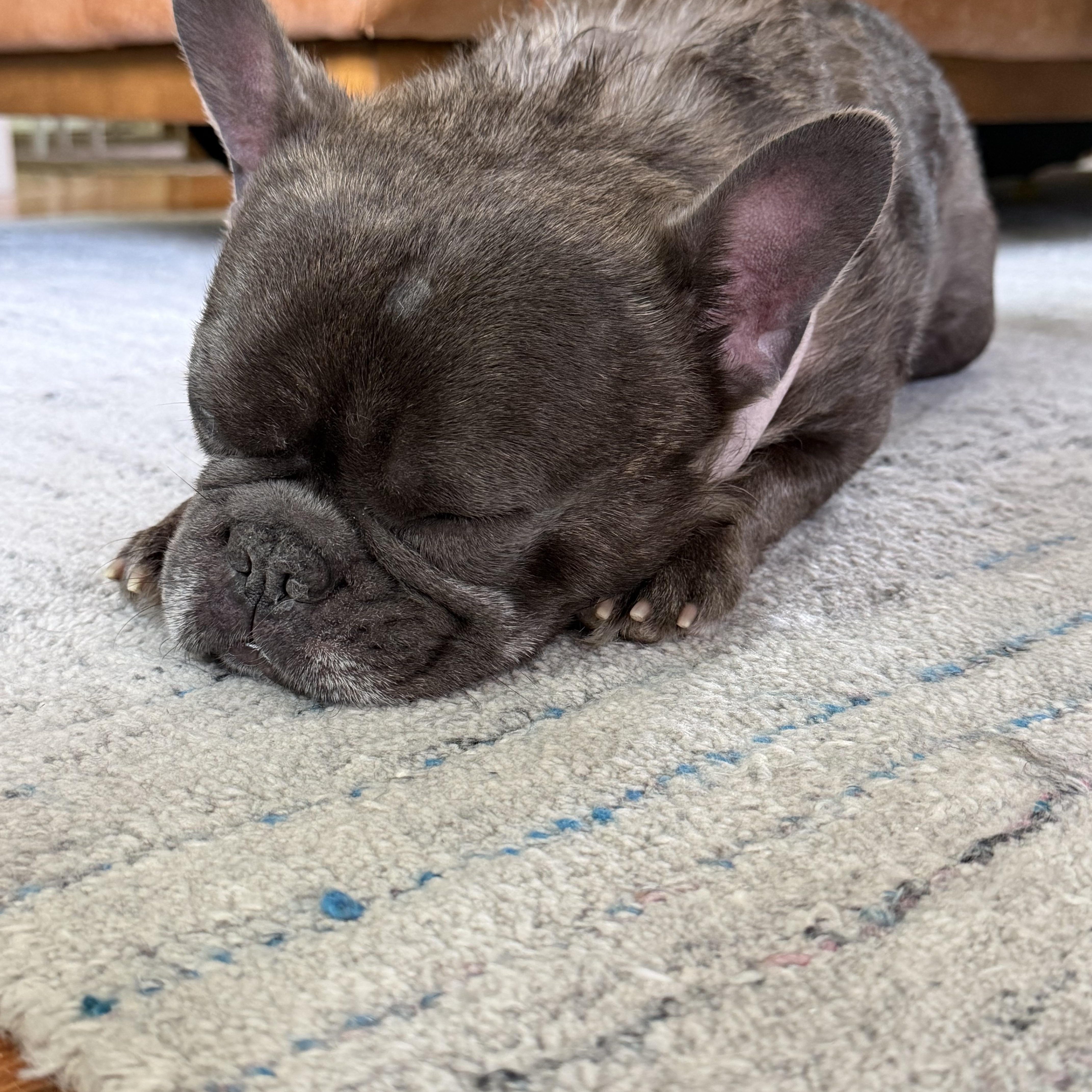 Prince, a Adoptable French Bulldog in Phillipsburg, NJ image 4/5