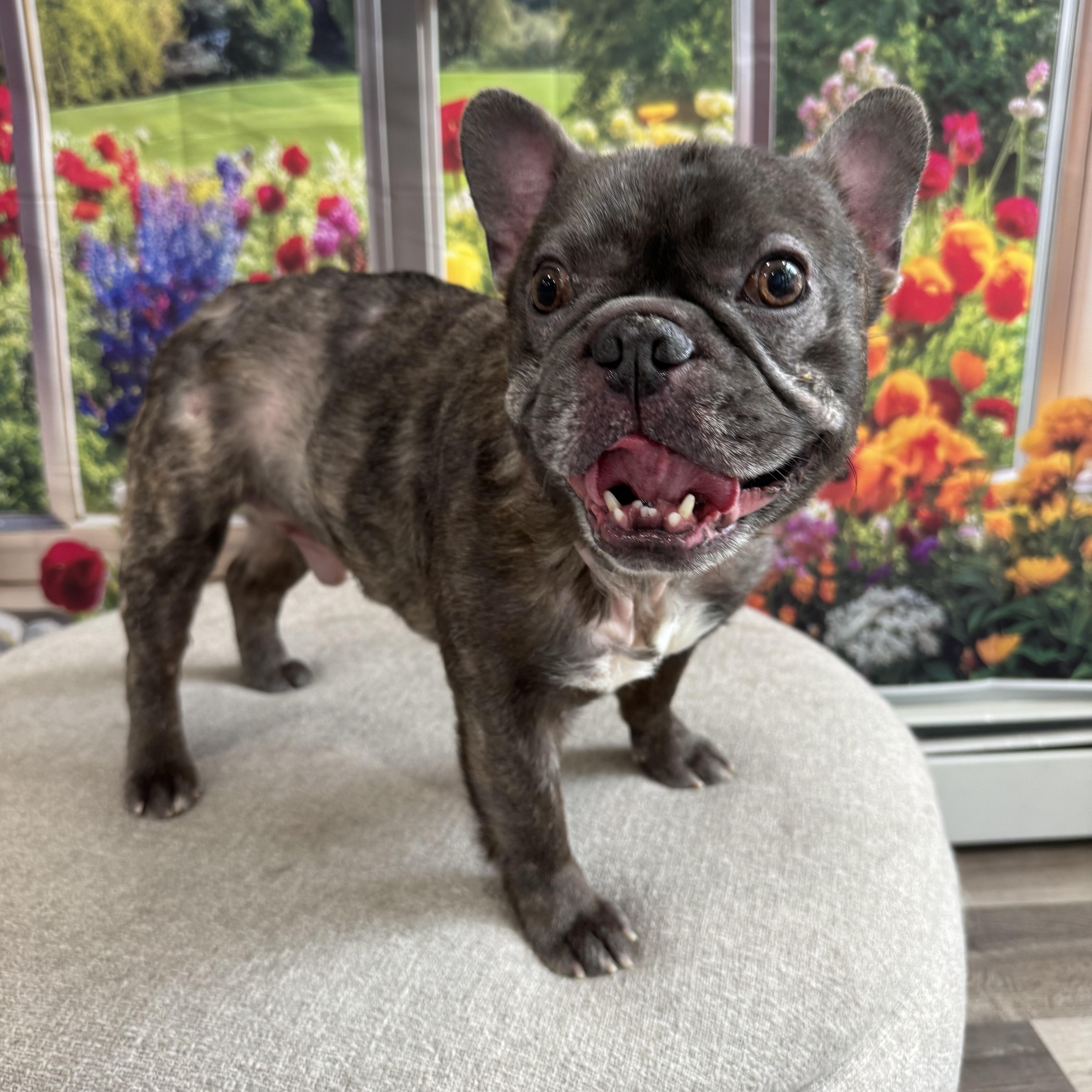 Prince, a Adoptable French Bulldog in Phillipsburg, NJ image 1/5