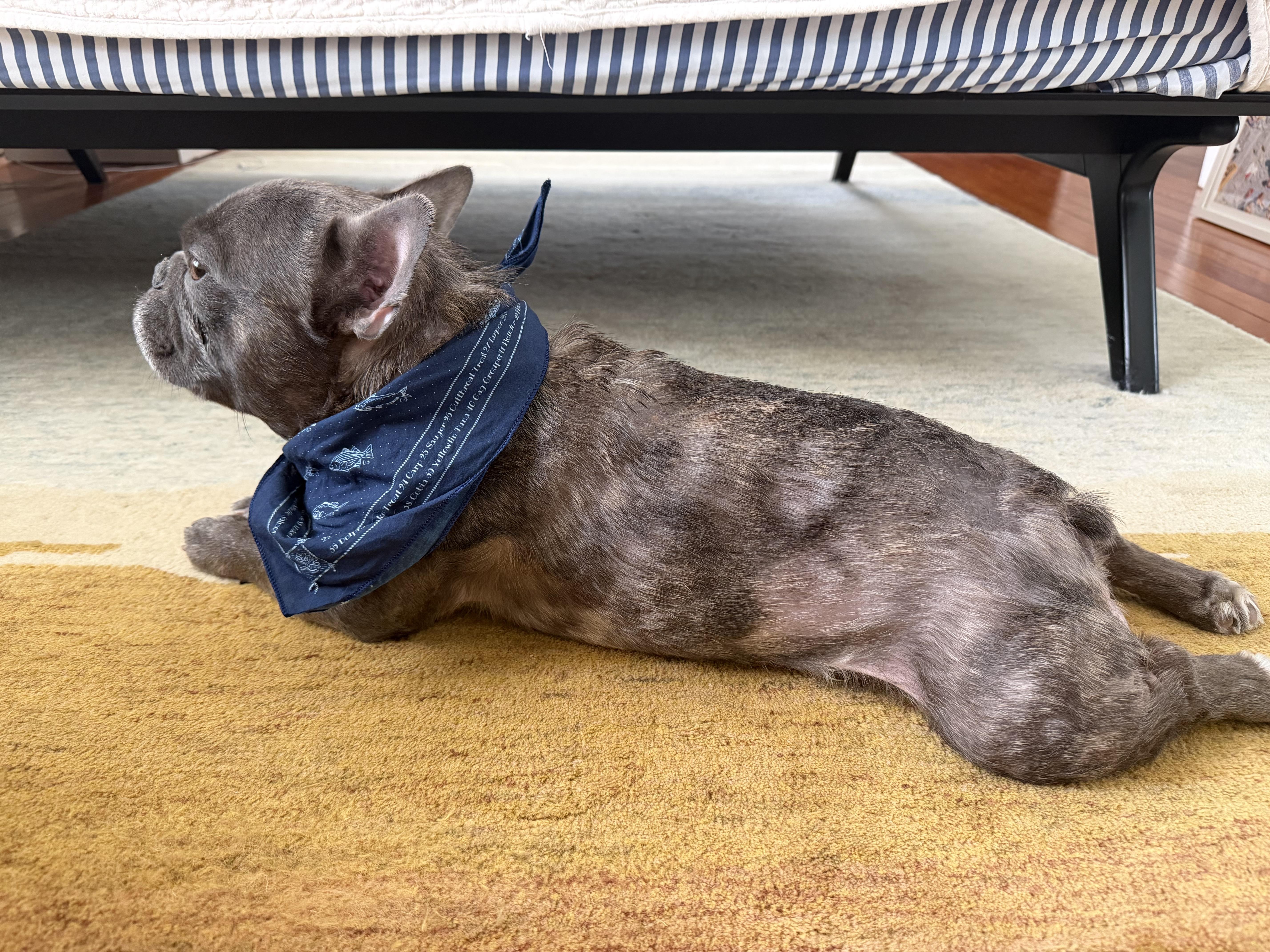 Prince, a Adoptable French Bulldog in Phillipsburg, NJ image 5/5
