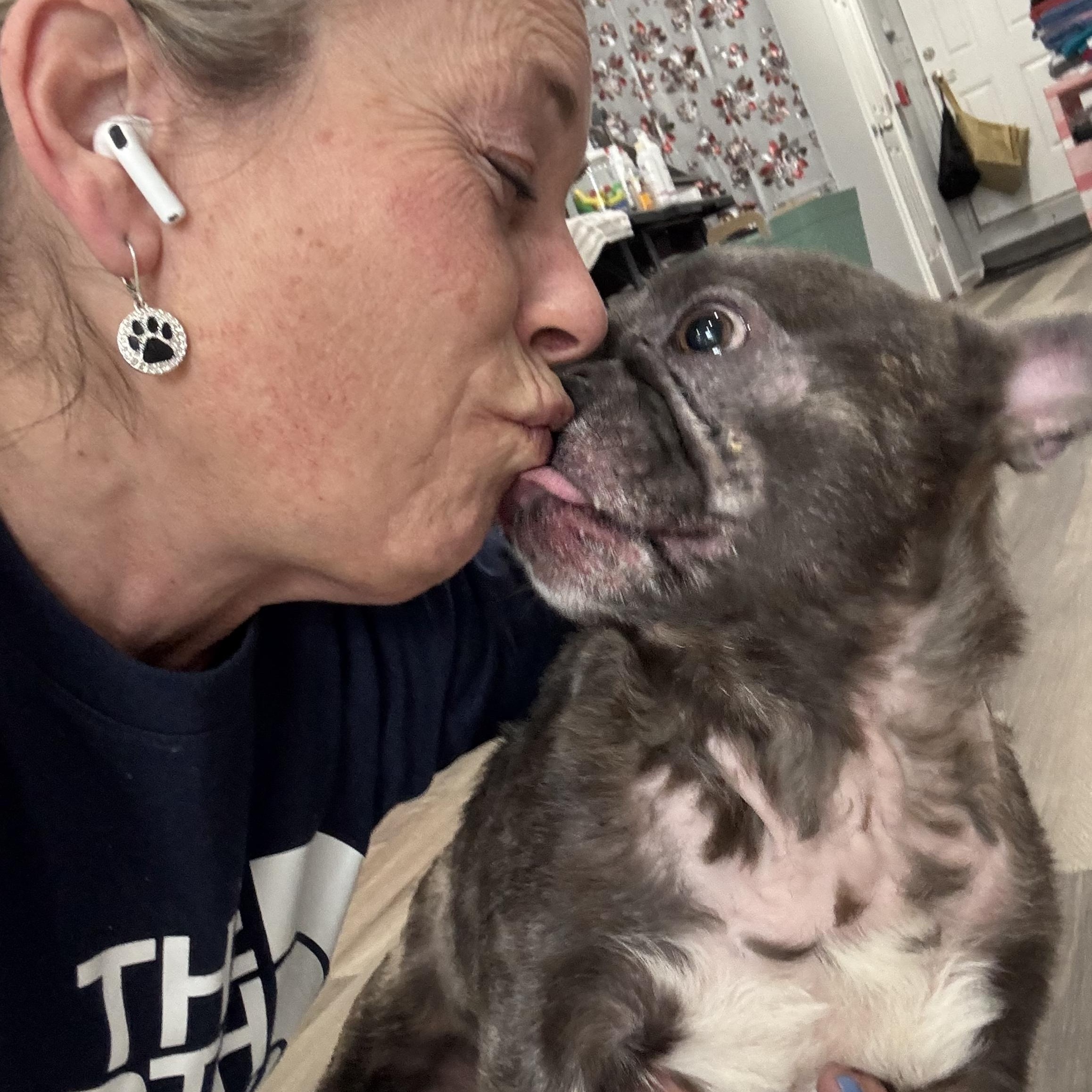 Prince, a Adoptable French Bulldog in Phillipsburg, NJ image 3/5