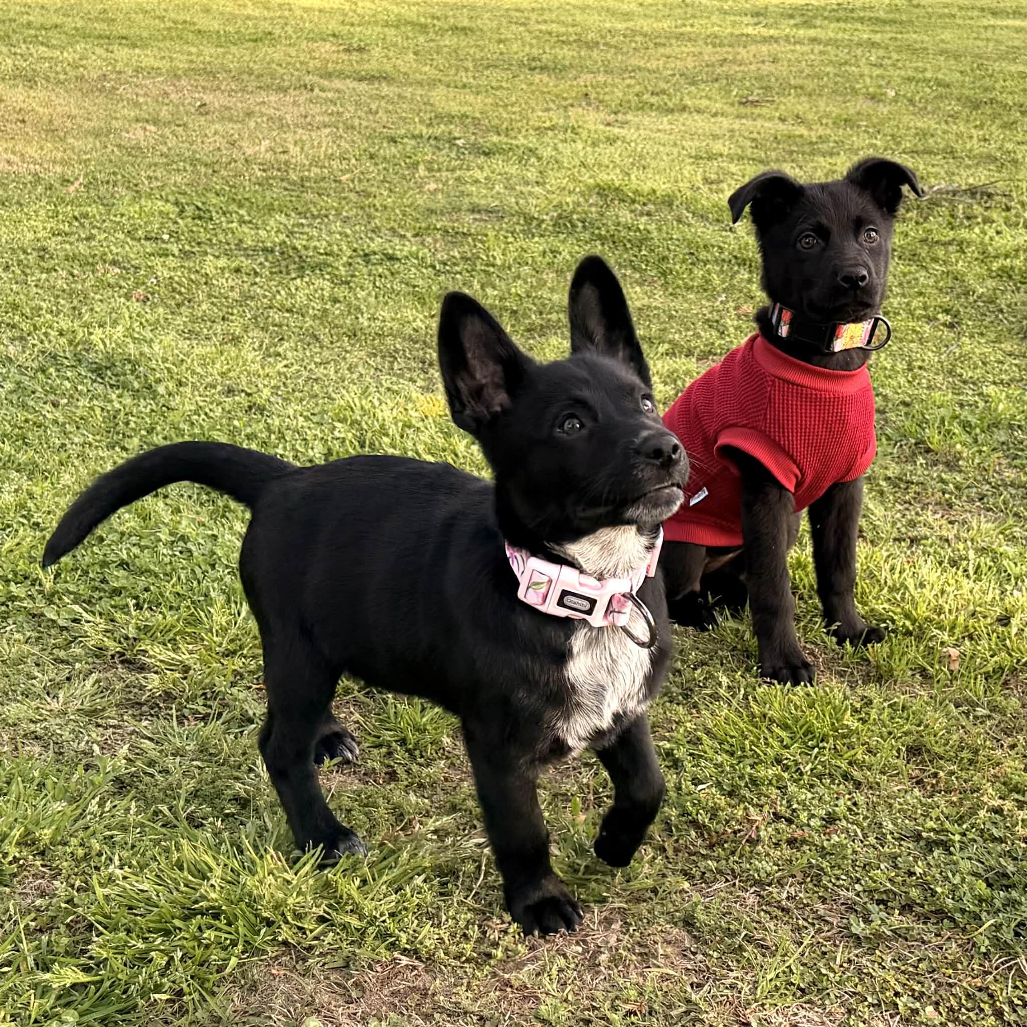 Enlarge Penelope, a ADOPTABLE mixed breed in Reseda, CA image 4/6