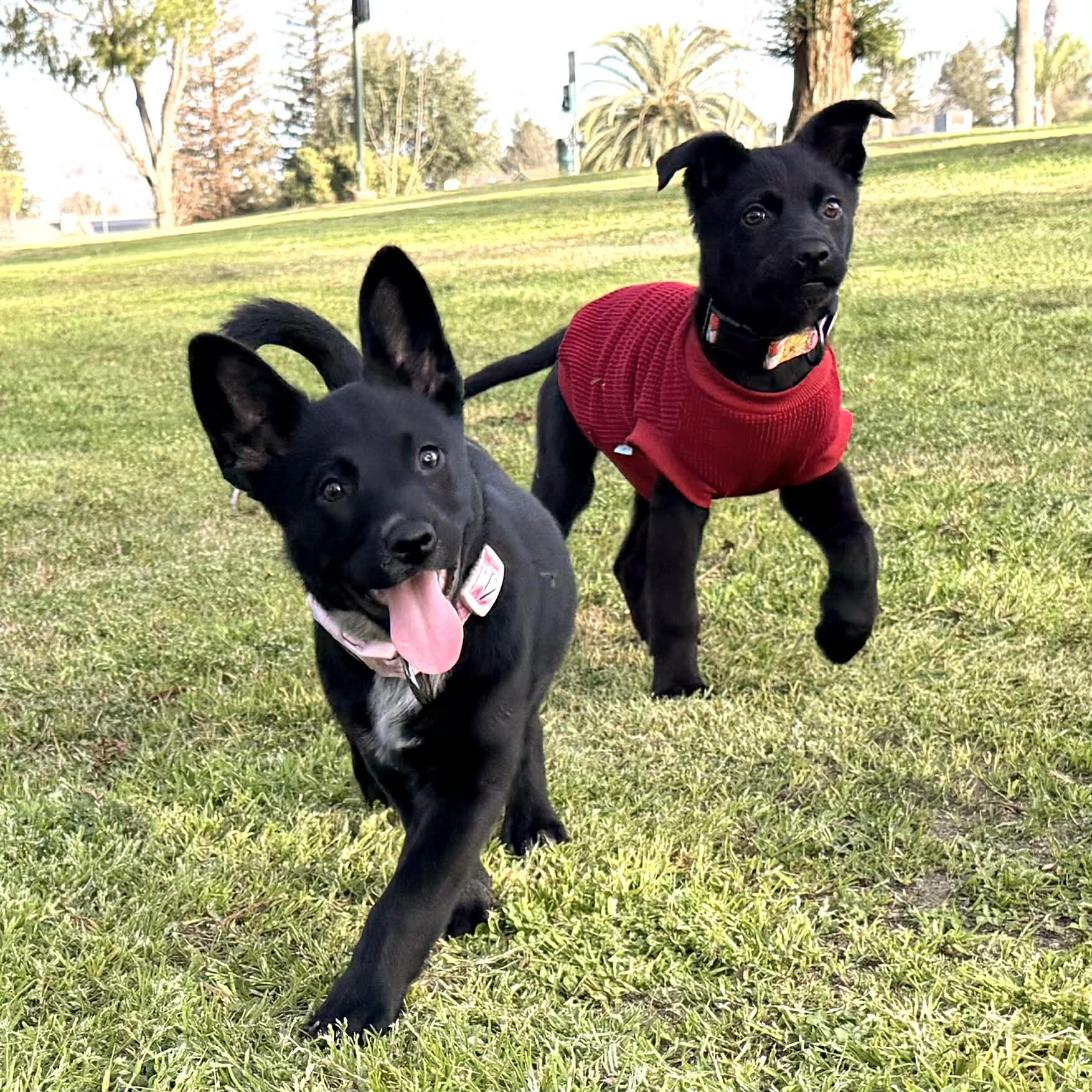 Enlarge Penelope, a ADOPTABLE mixed breed in Reseda, CA image 2/6