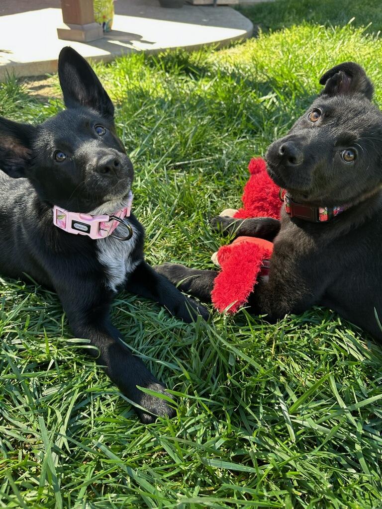 Enlarge Penelope, a ADOPTABLE mixed breed in Reseda, CA image 5/6