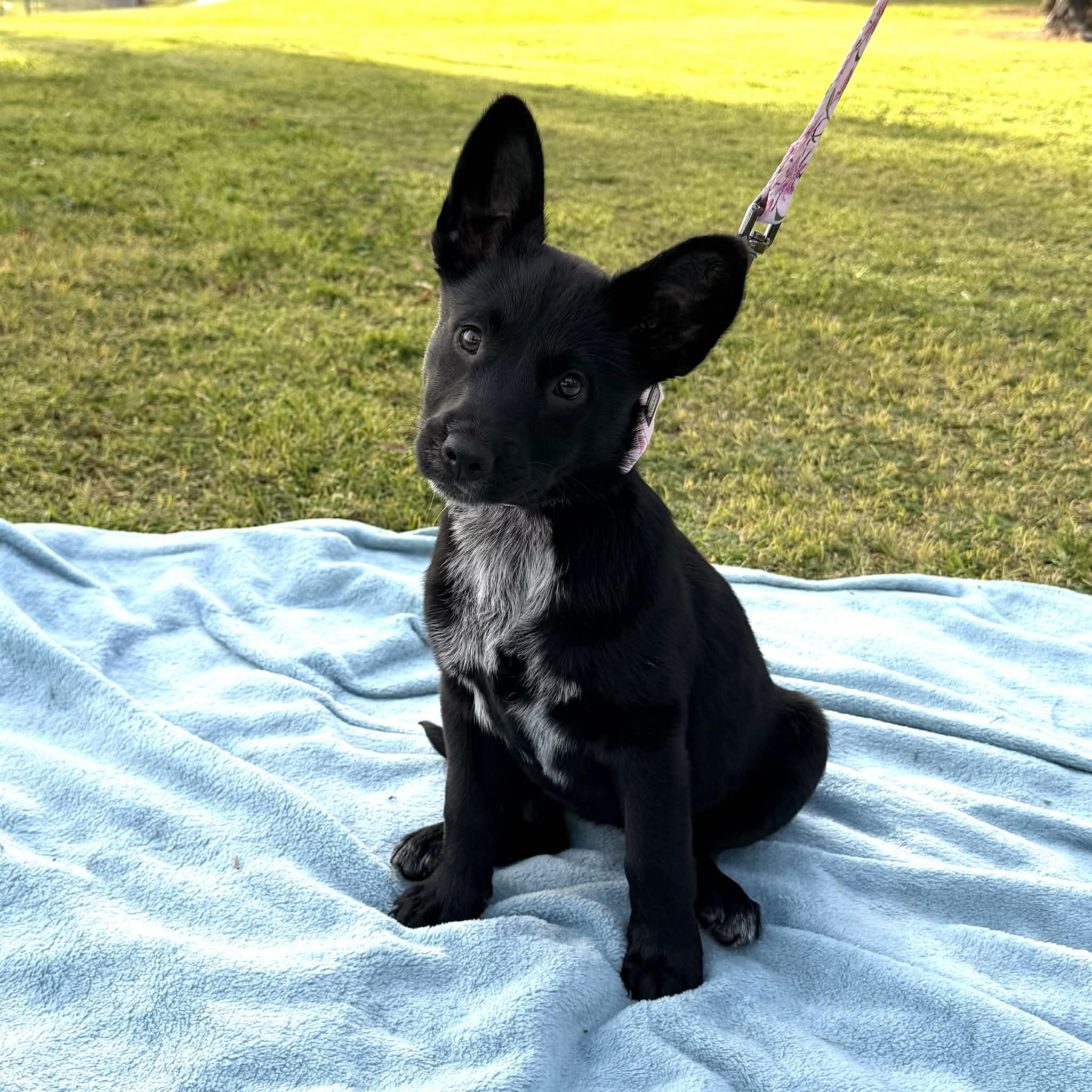 Enlarge Penelope, a ADOPTABLE mixed breed in Reseda, CA image 1/6