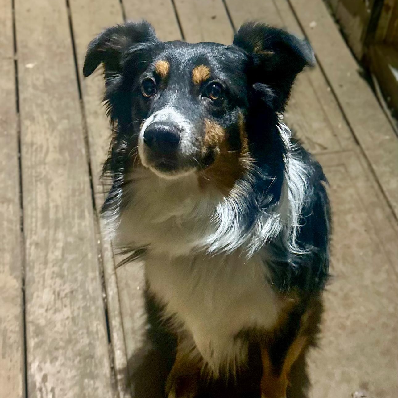 Enlarge Bohdi, an adoptable Australian Shepherd in Overland Park, KS image 2/5
